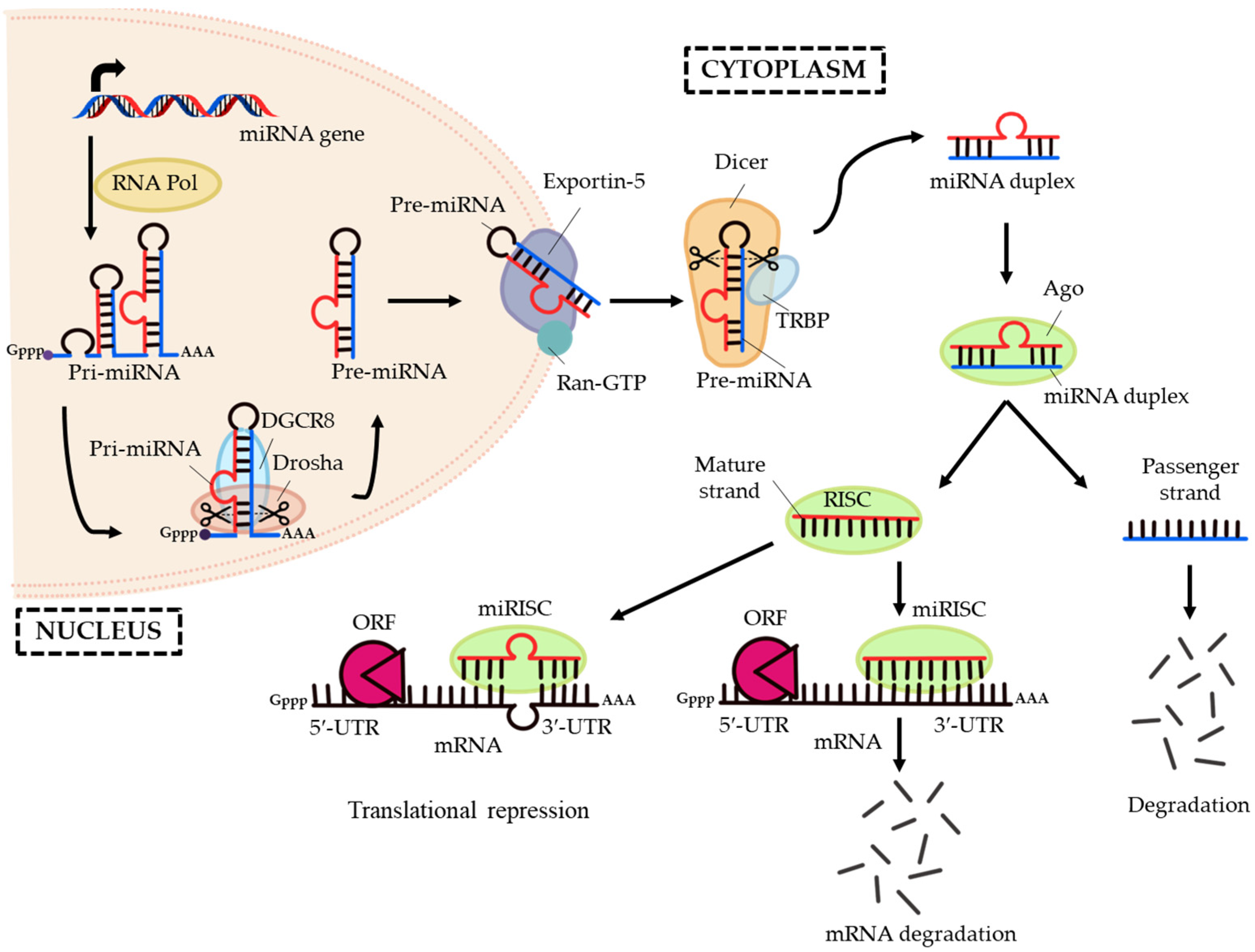 Ijms 24 06423 g001 Ijms 24 06423 g001