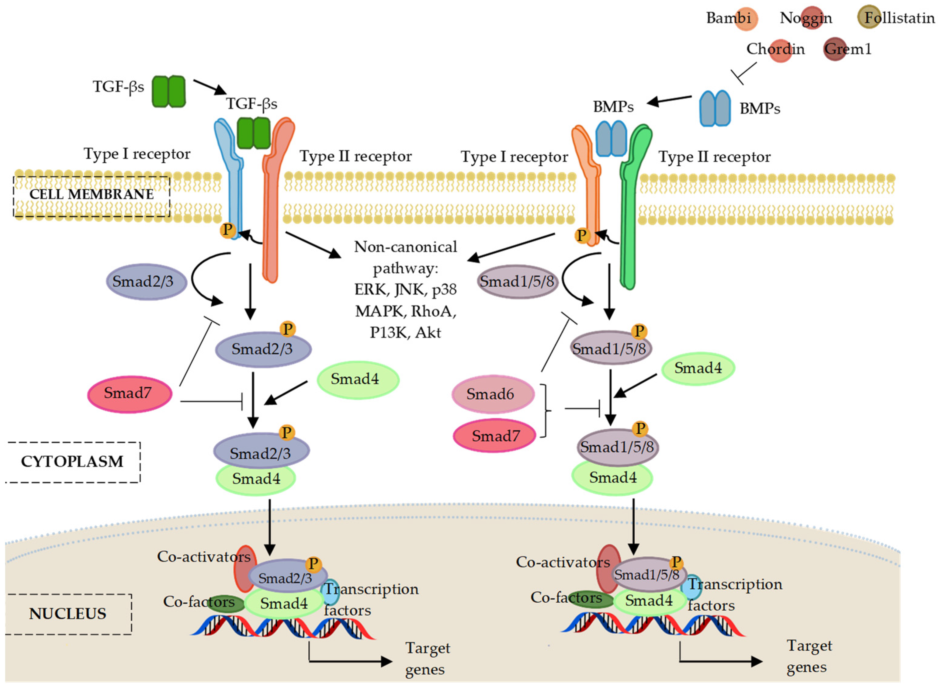 Ijms 24 06423 g002 Ijms 24 06423 g002