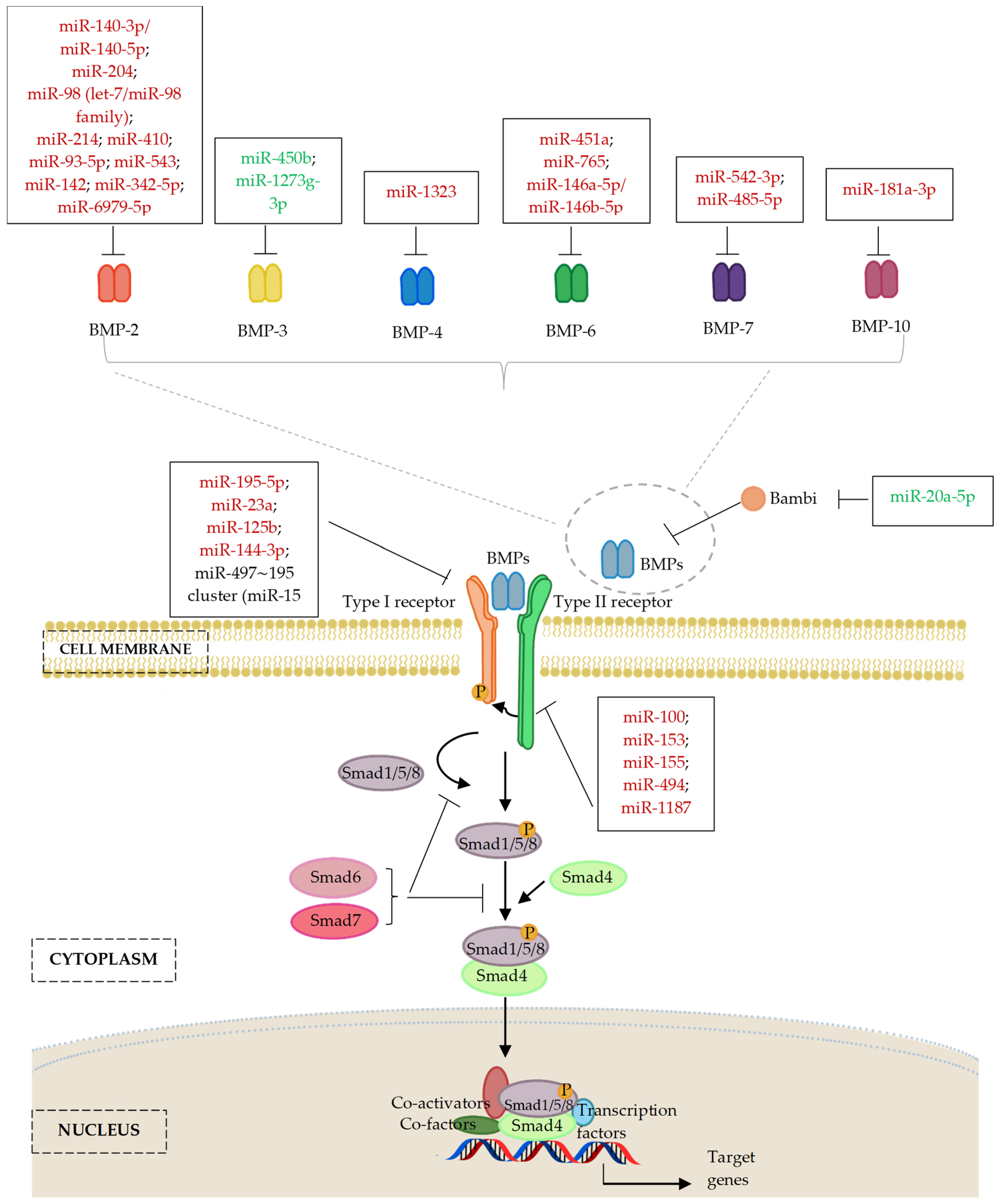 Ijms 24 06423 g004 Ijms 24 06423 g004