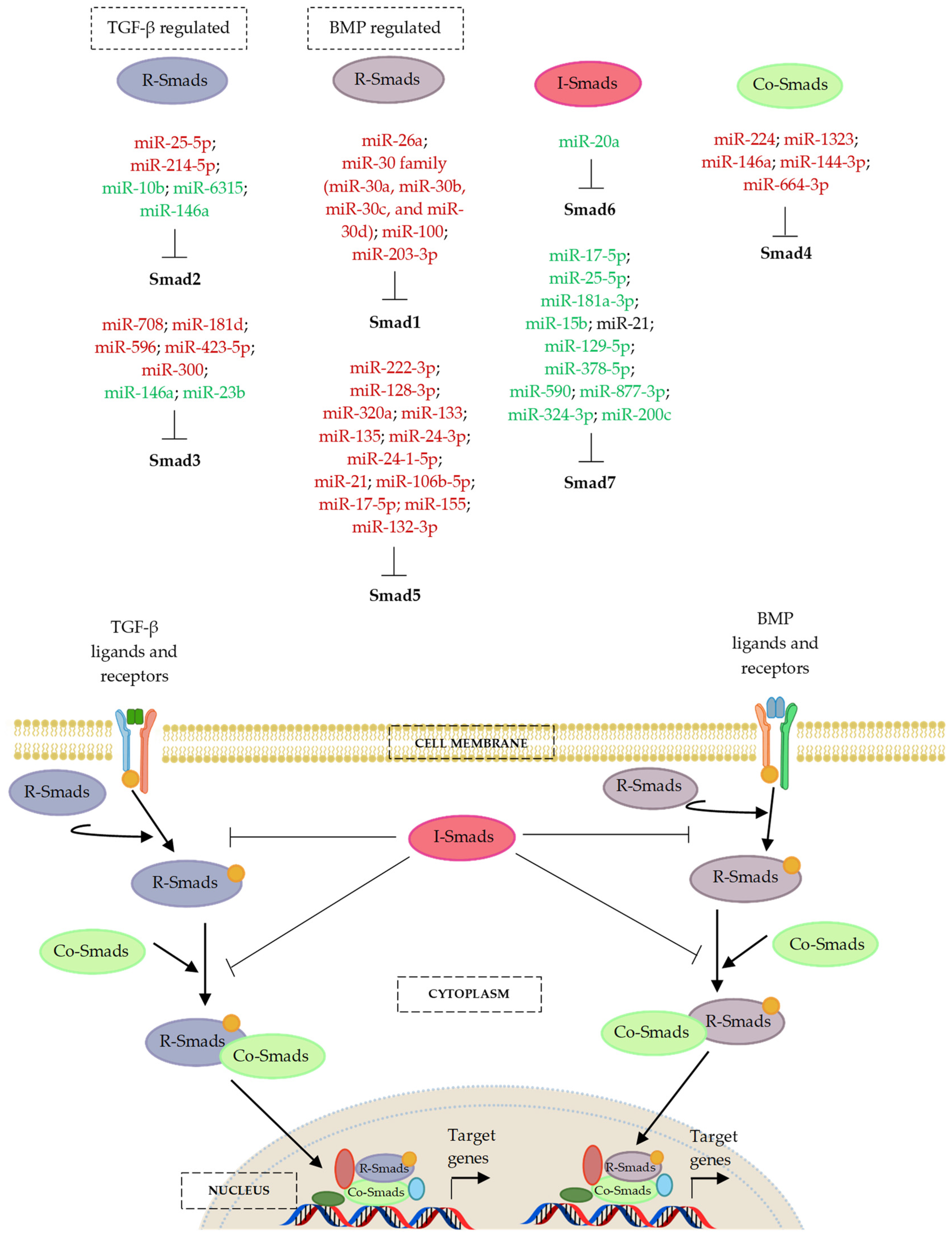 Ijms 24 06423 g005 Ijms 24 06423 g005