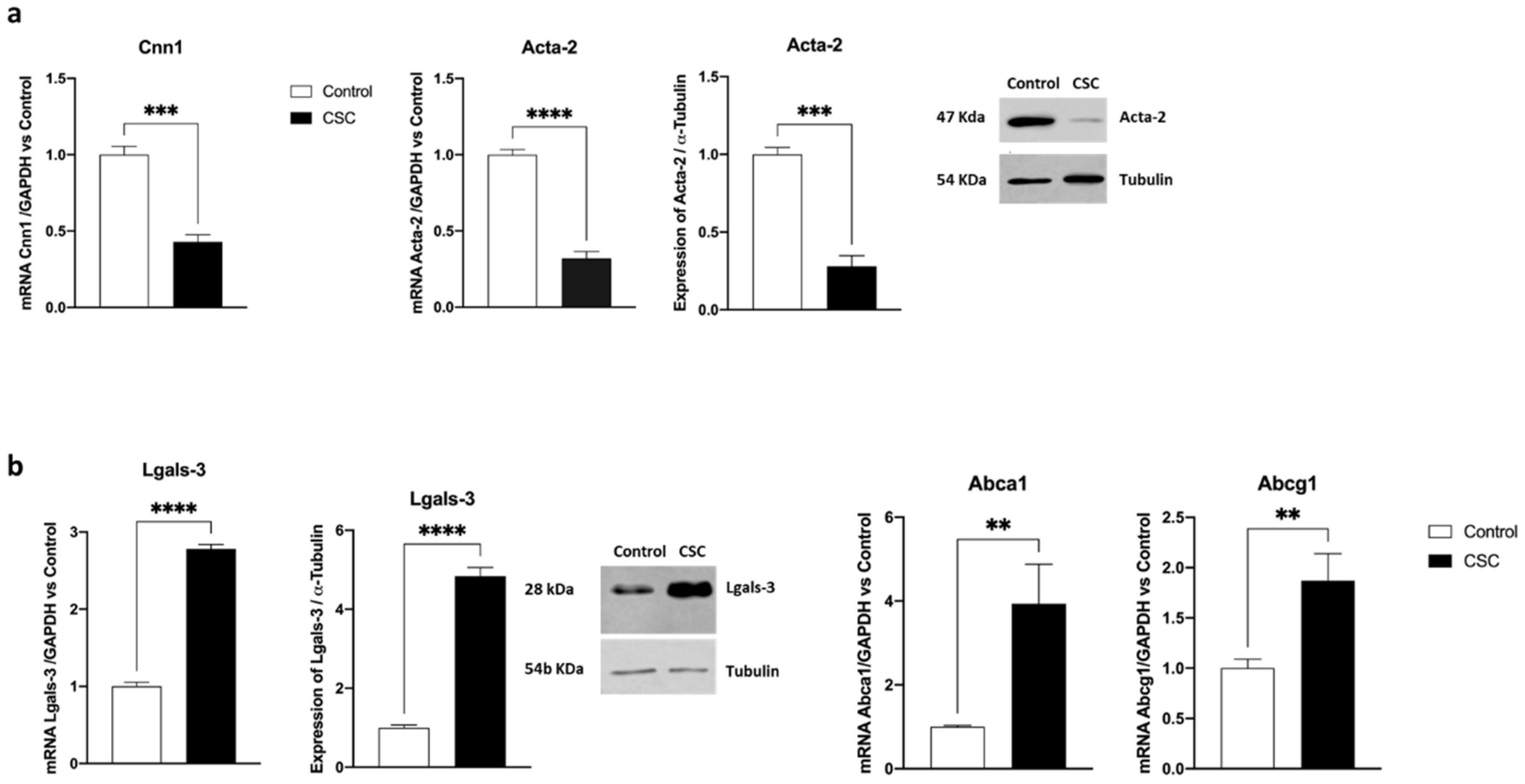 Ijms 24 06431 g001 Ijms 24 06431 g001