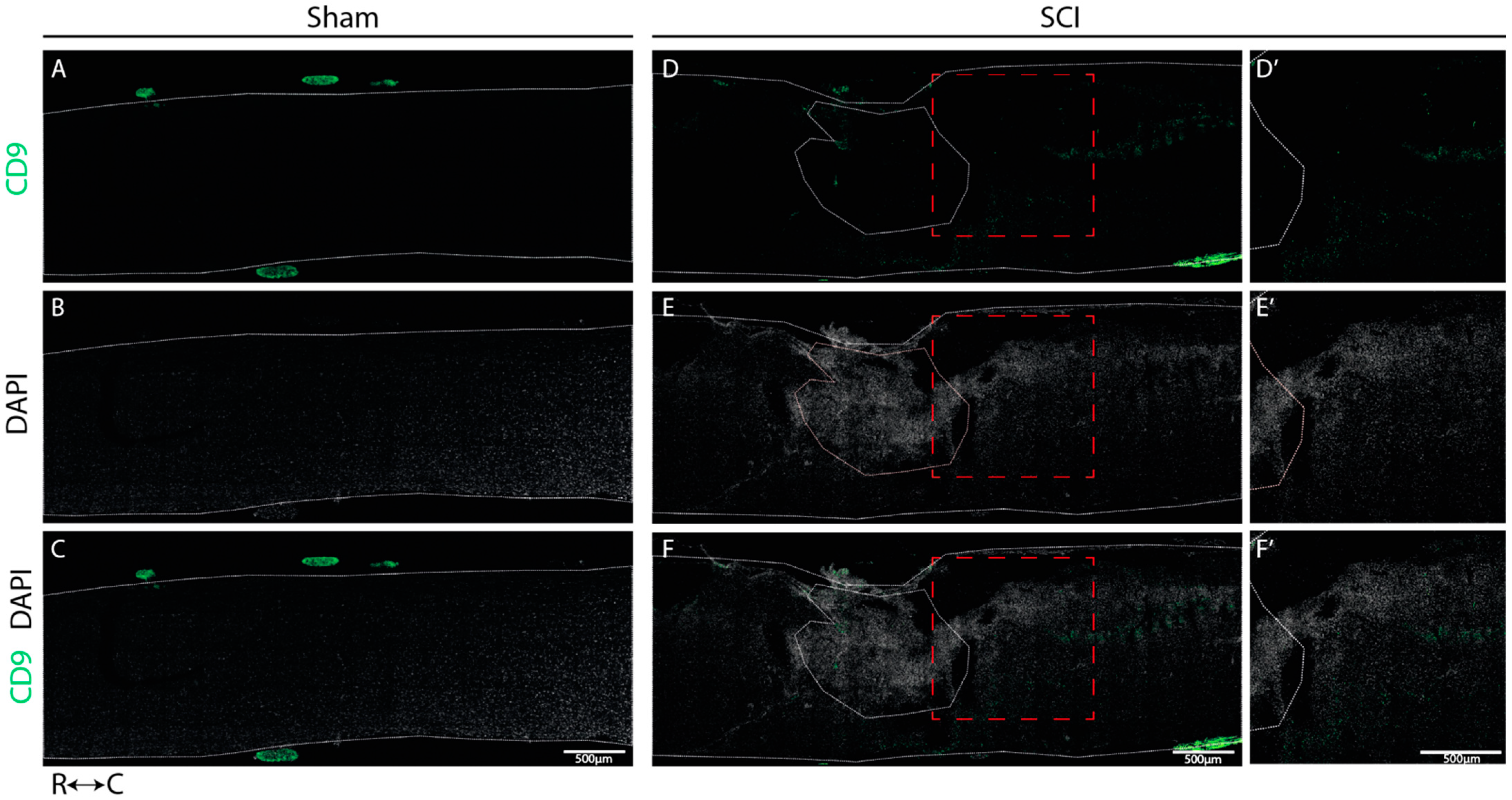 Ijms 24 06433 g006 Ijms 24 06433 g006