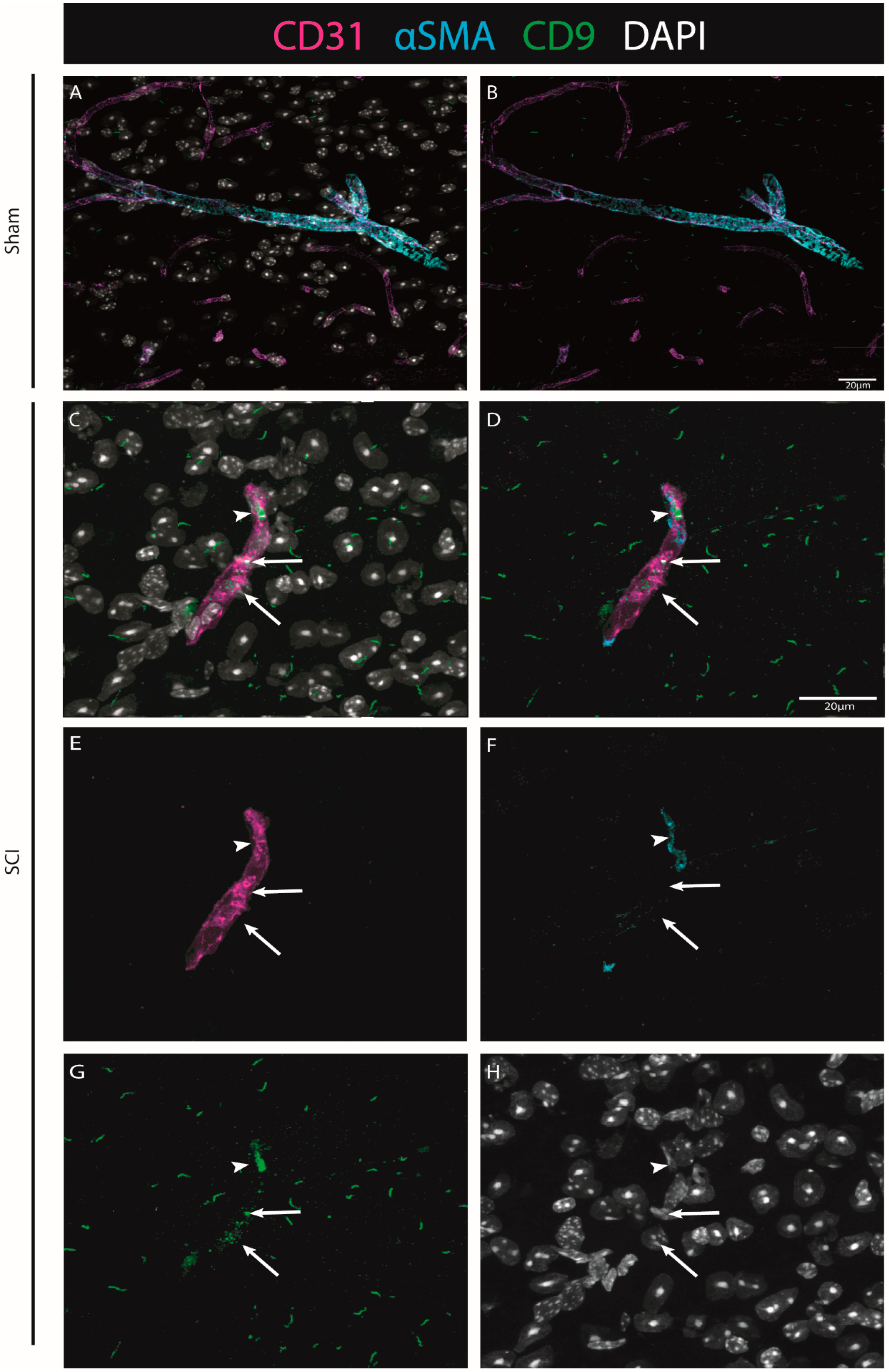 Ijms 24 06433 g008 Ijms 24 06433 g008