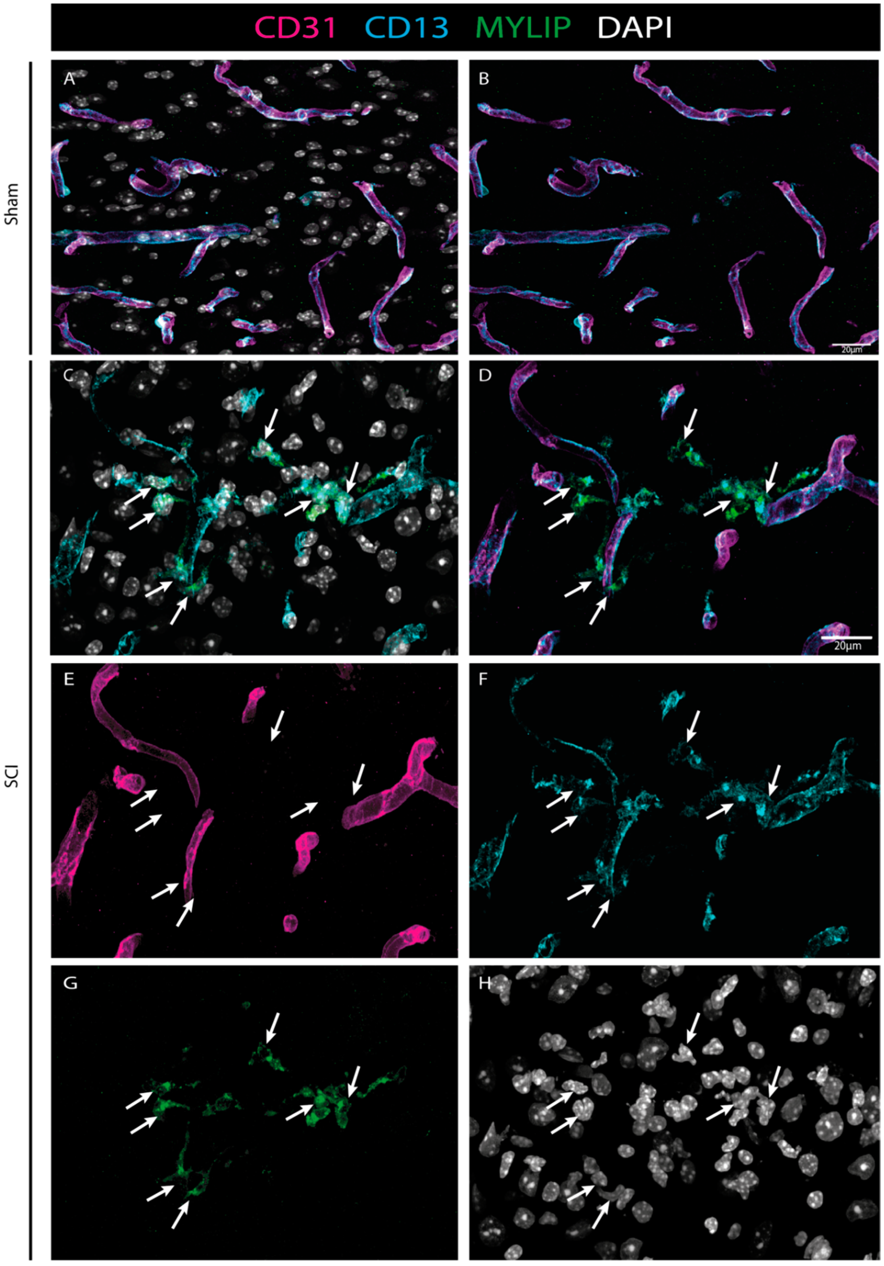 Ijms 24 06433 g009 Ijms 24 06433 g009