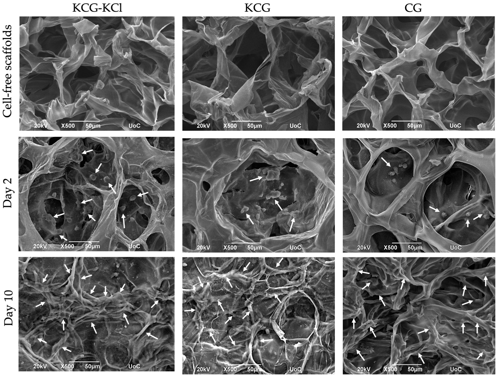 Ijms 24 06465 g003 Ijms 24 06465 g003