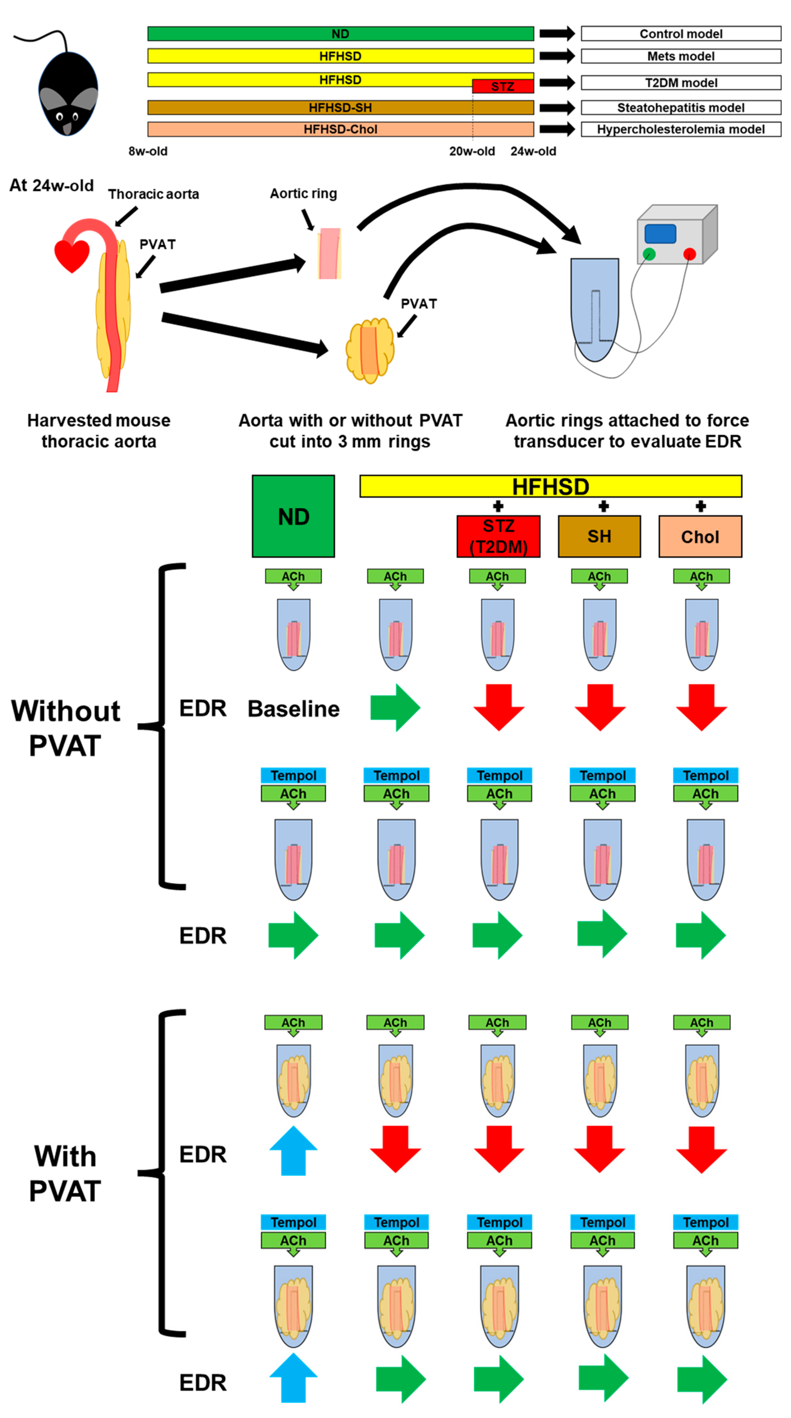 Ijms 24 06486 g005 Ijms 24 06486 g005