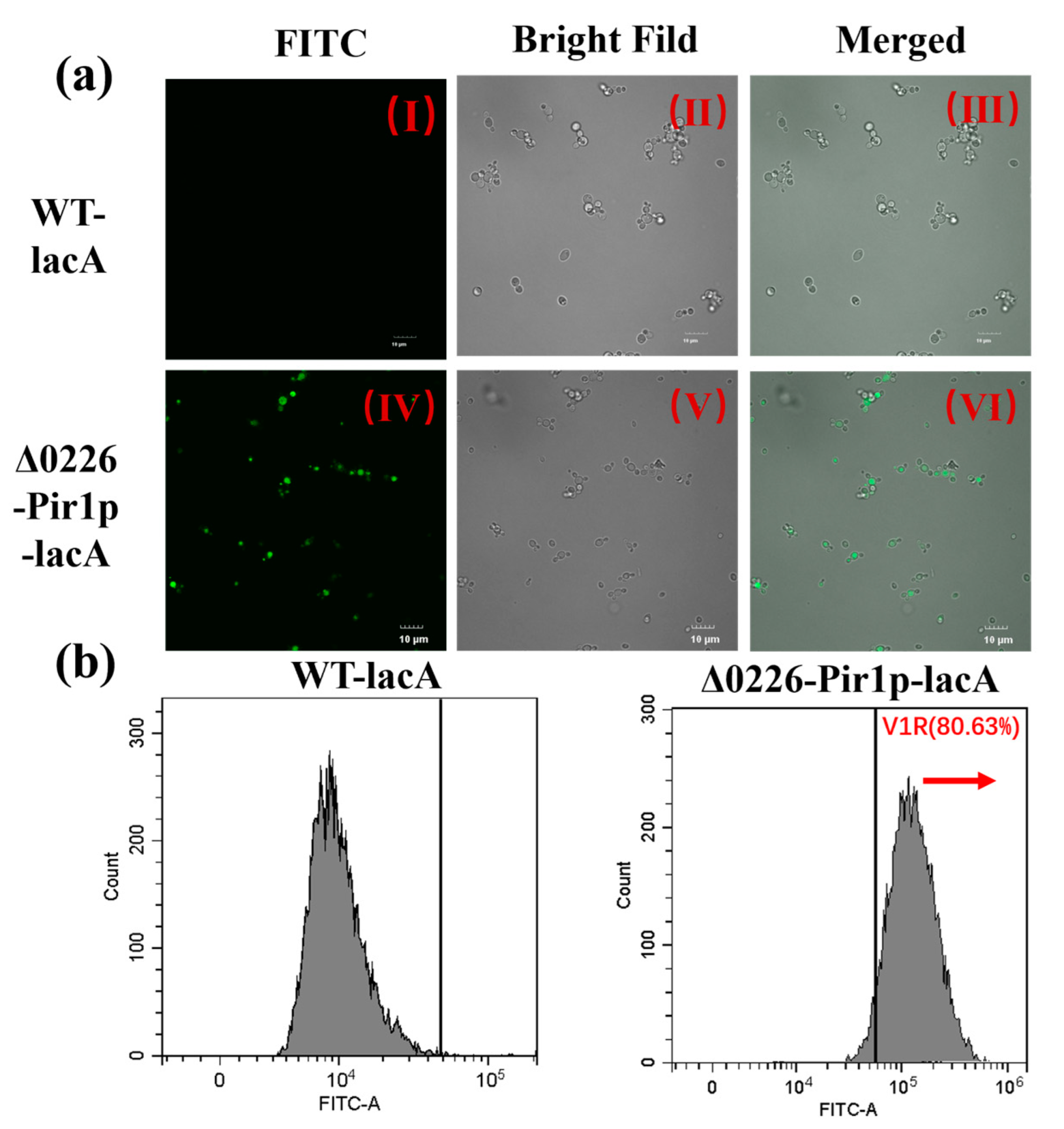 Ijms 24 06507 g005