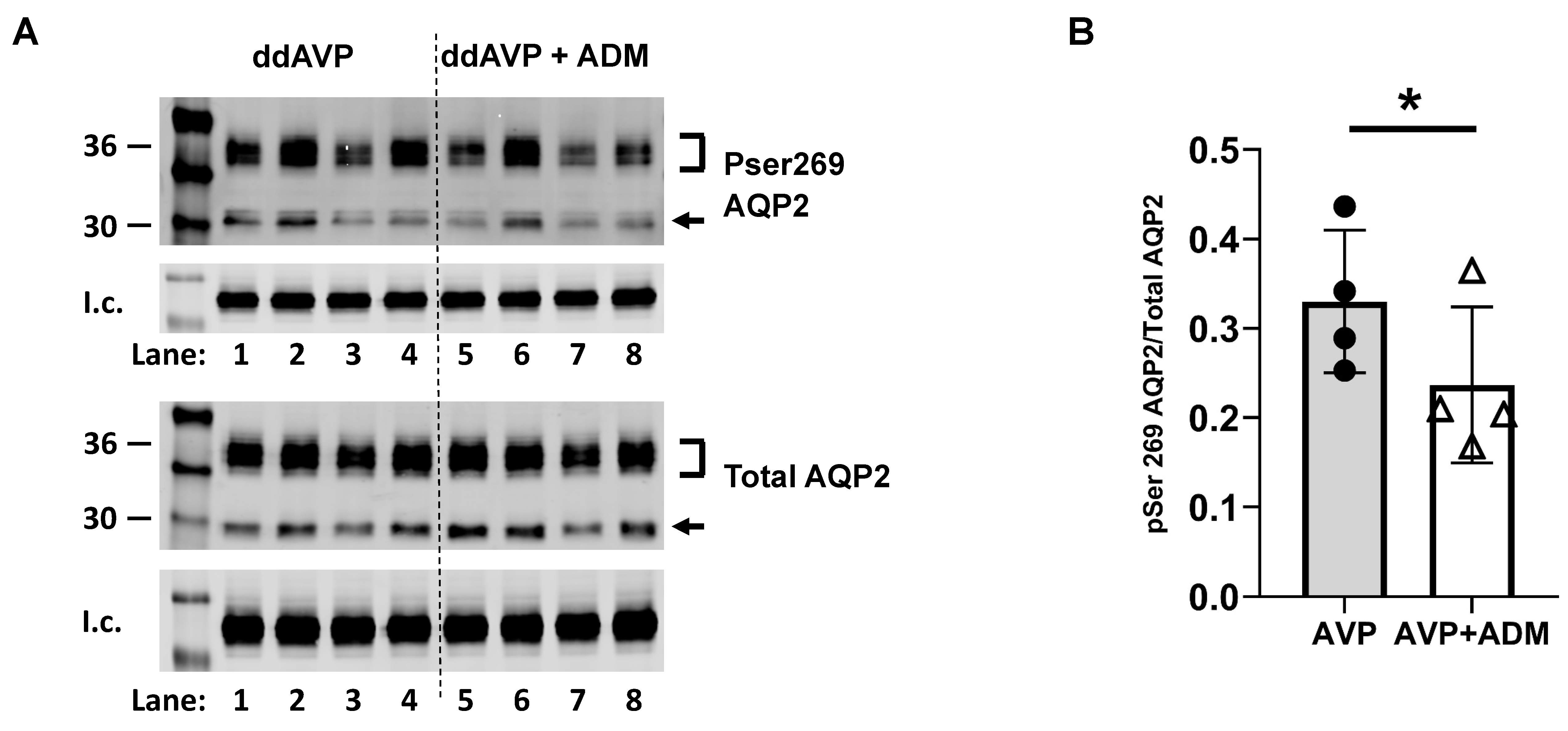Ijms 24 06537 g006 Ijms 24 06537 g006