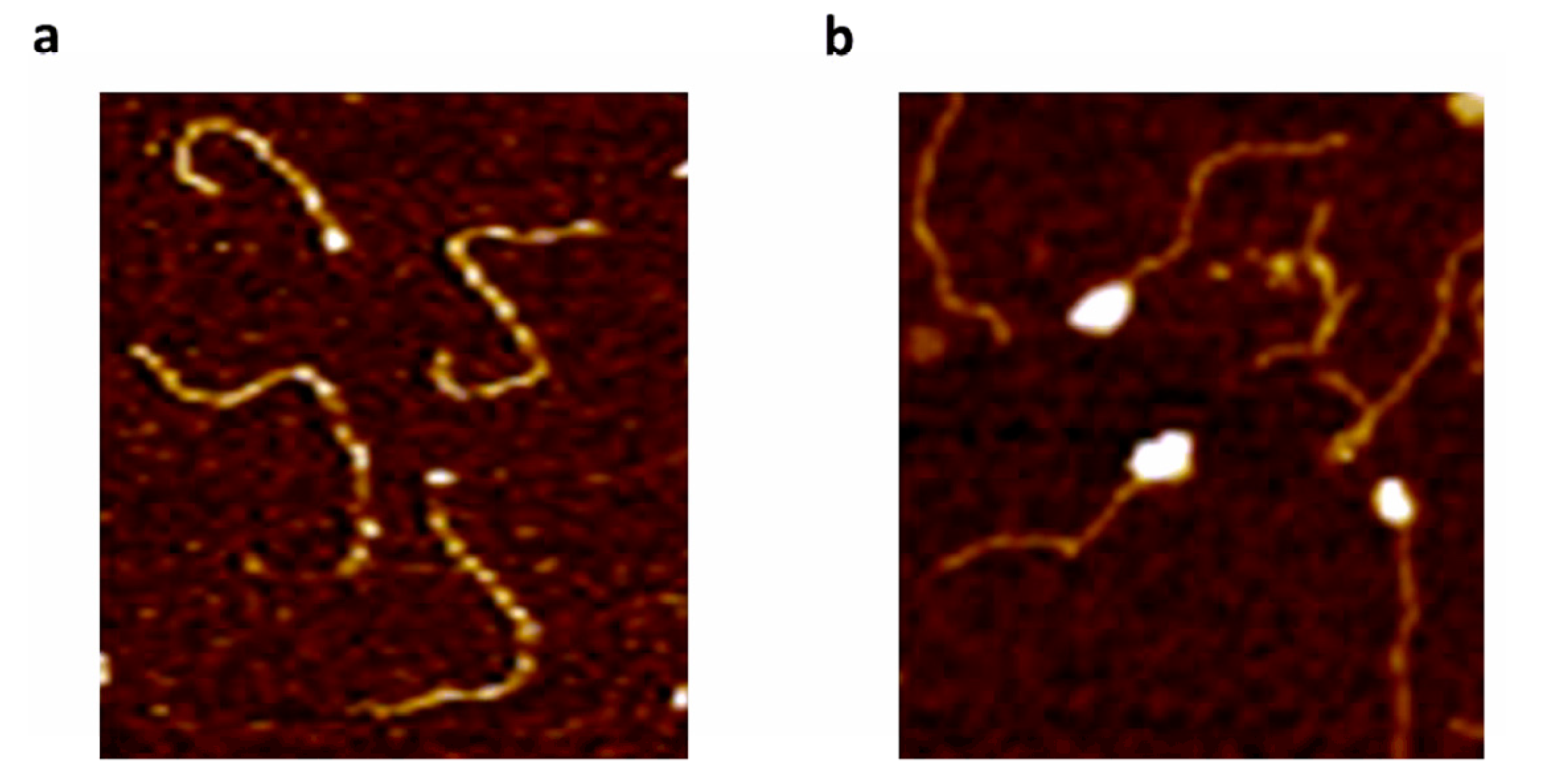 Ijms 24 06555 g009 Ijms 24 06555 g009