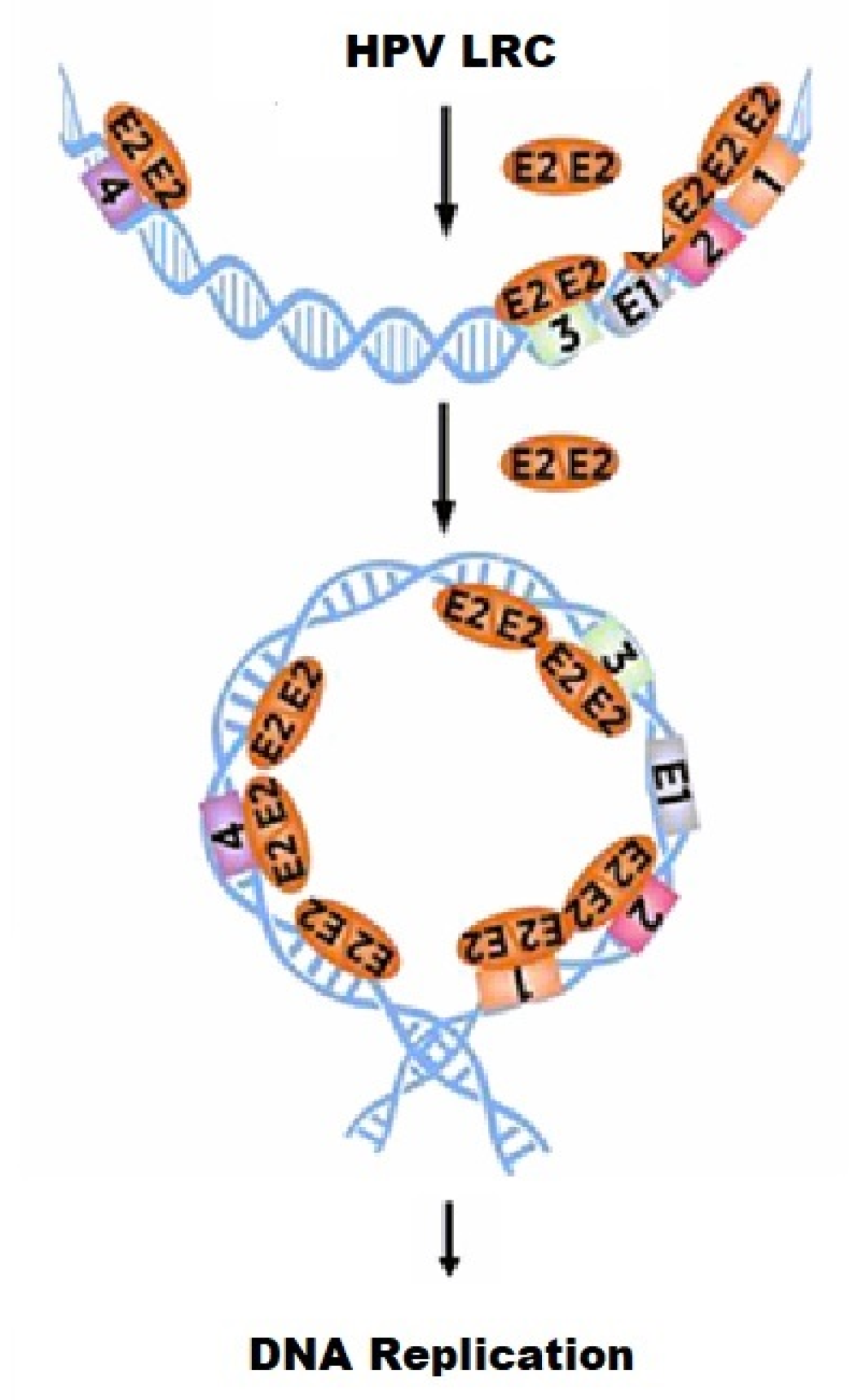 Ijms 24 06555 g010 Ijms 24 06555 g010