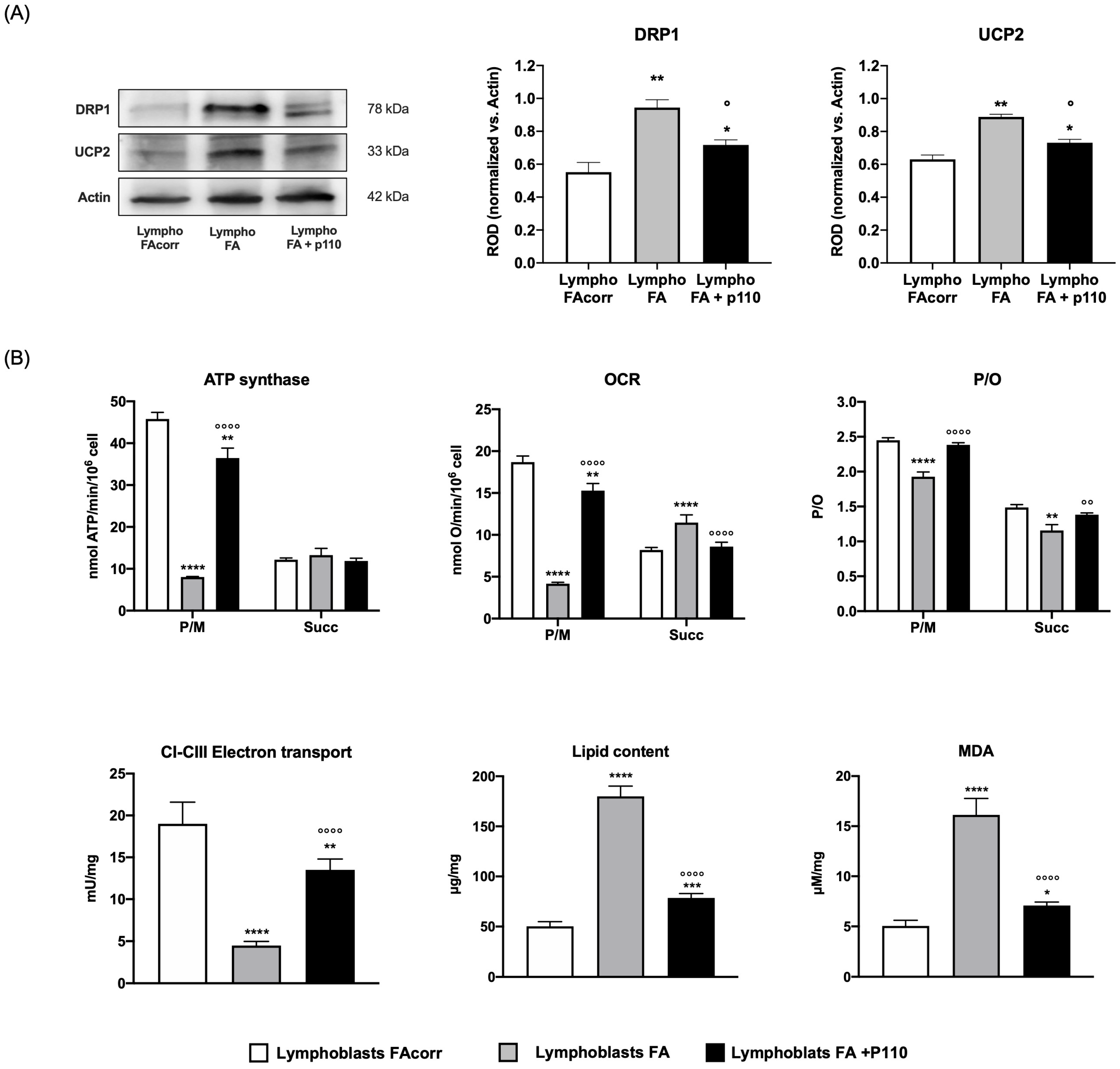 Ijms 24 06557 g005 Ijms 24 06557 g005