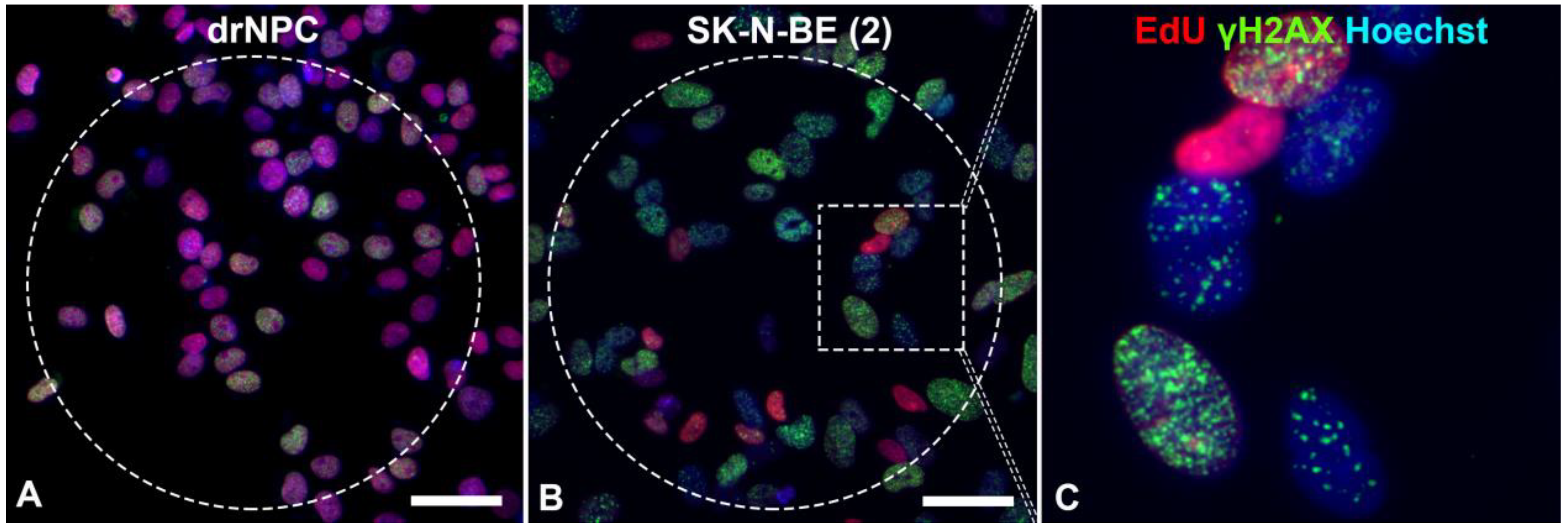 Ijms 24 06558 g003 Ijms 24 06558 g003