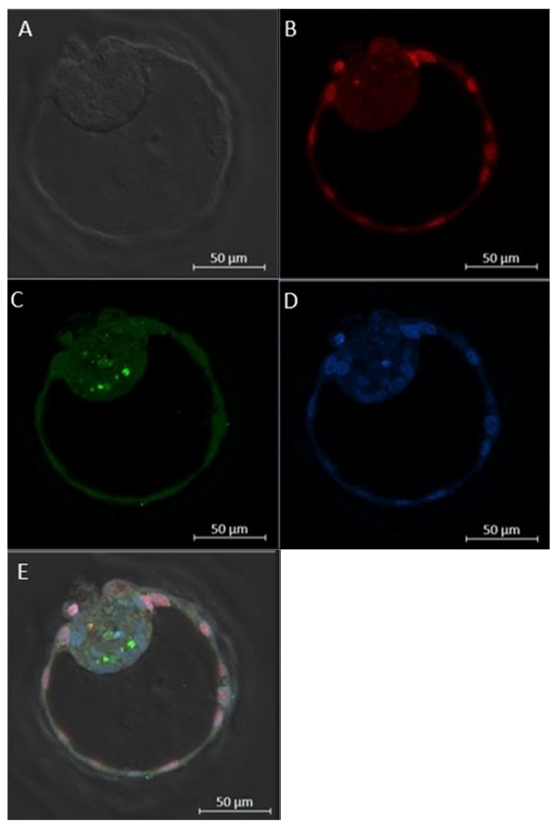 Ijms 24 06563 g004 Ijms 24 06563 g004