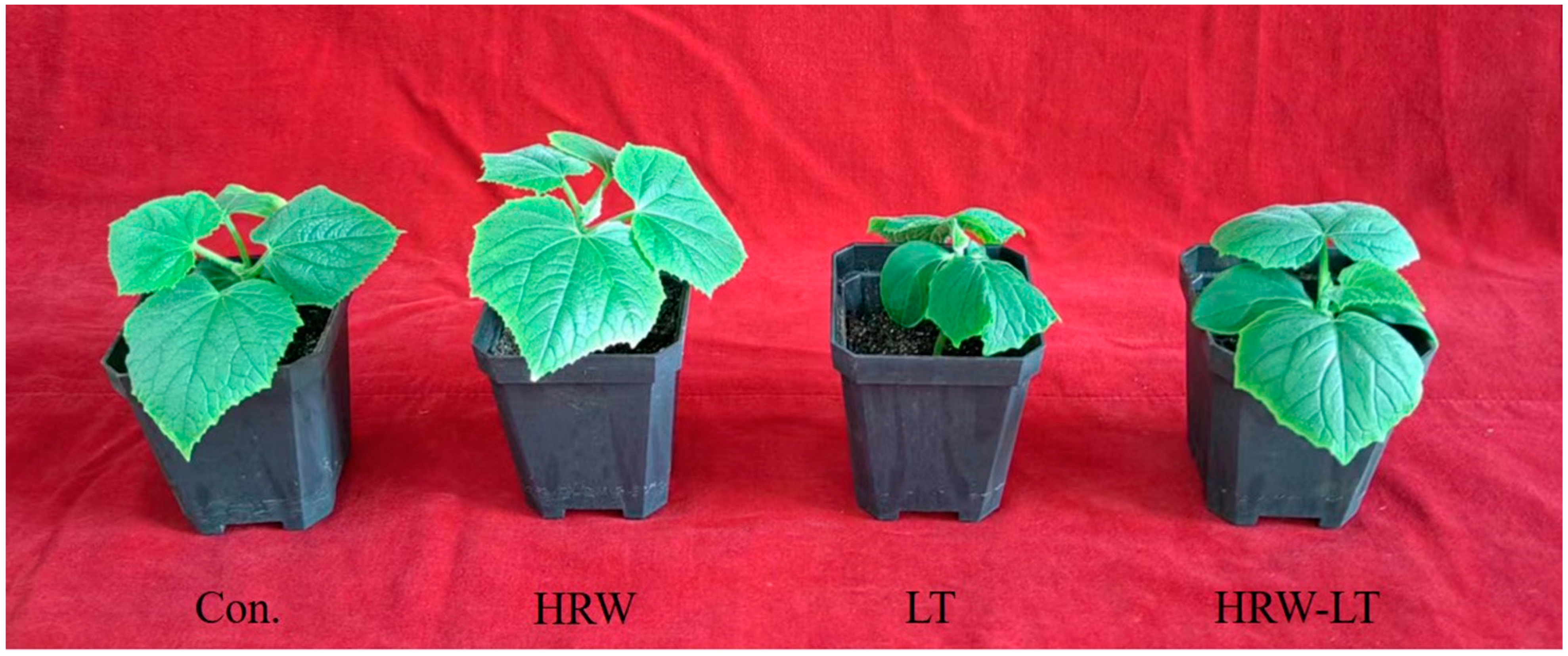 Ijms 24 06702 g001 Ijms 24 06702 g001