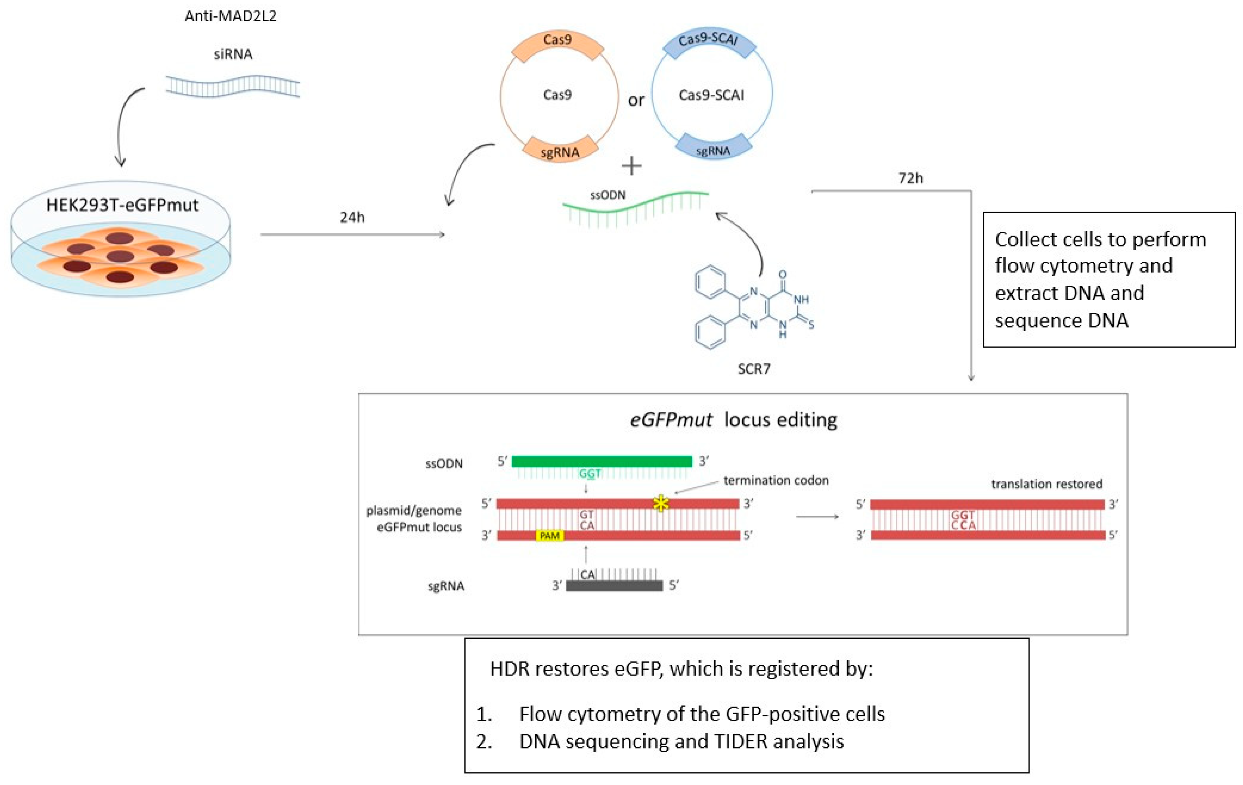 Ijms 24 06704 g001 Ijms 24 06704 g001