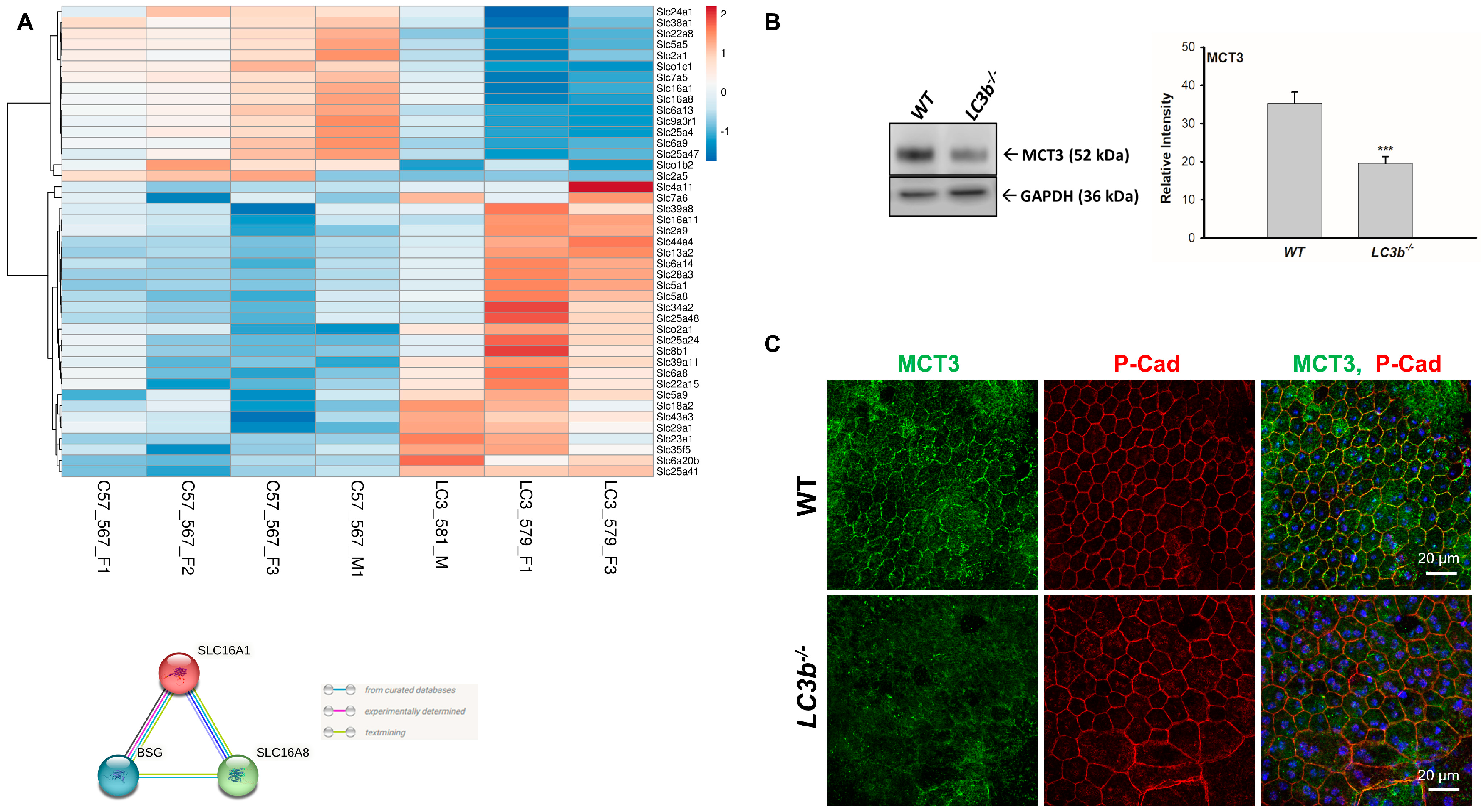 Ijms 24 06716 g006 Ijms 24 06716 g006