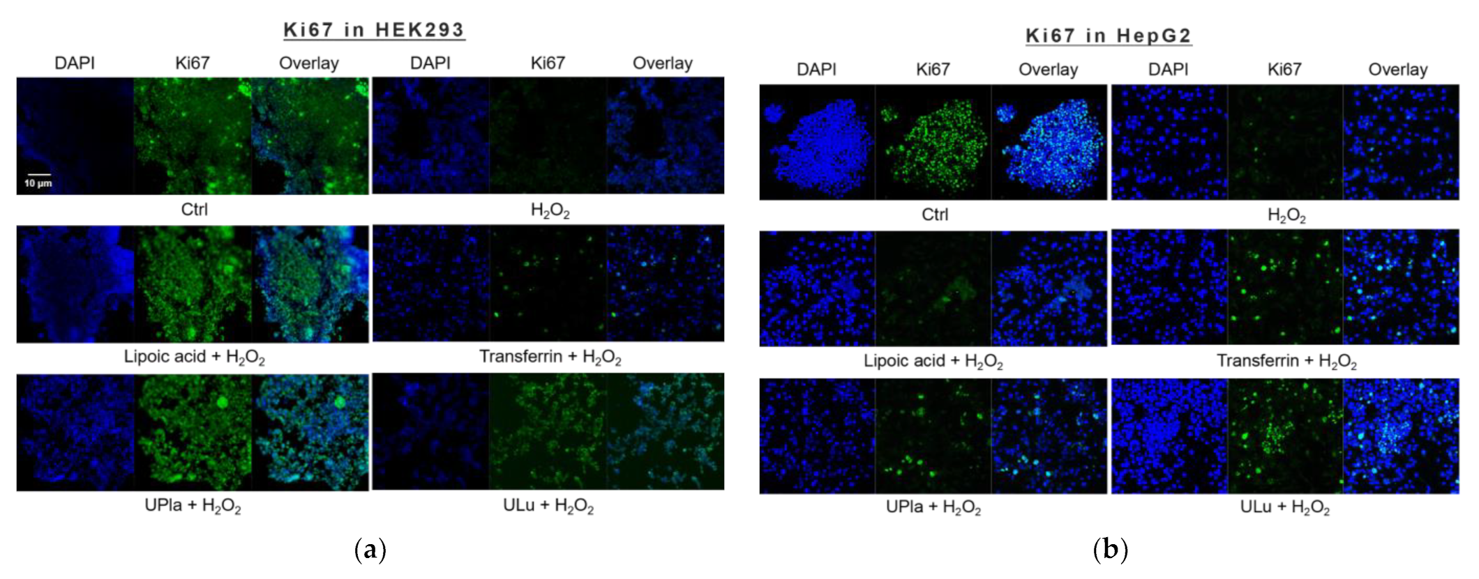 Ijms 24 06748 g004 Ijms 24 06748 g004