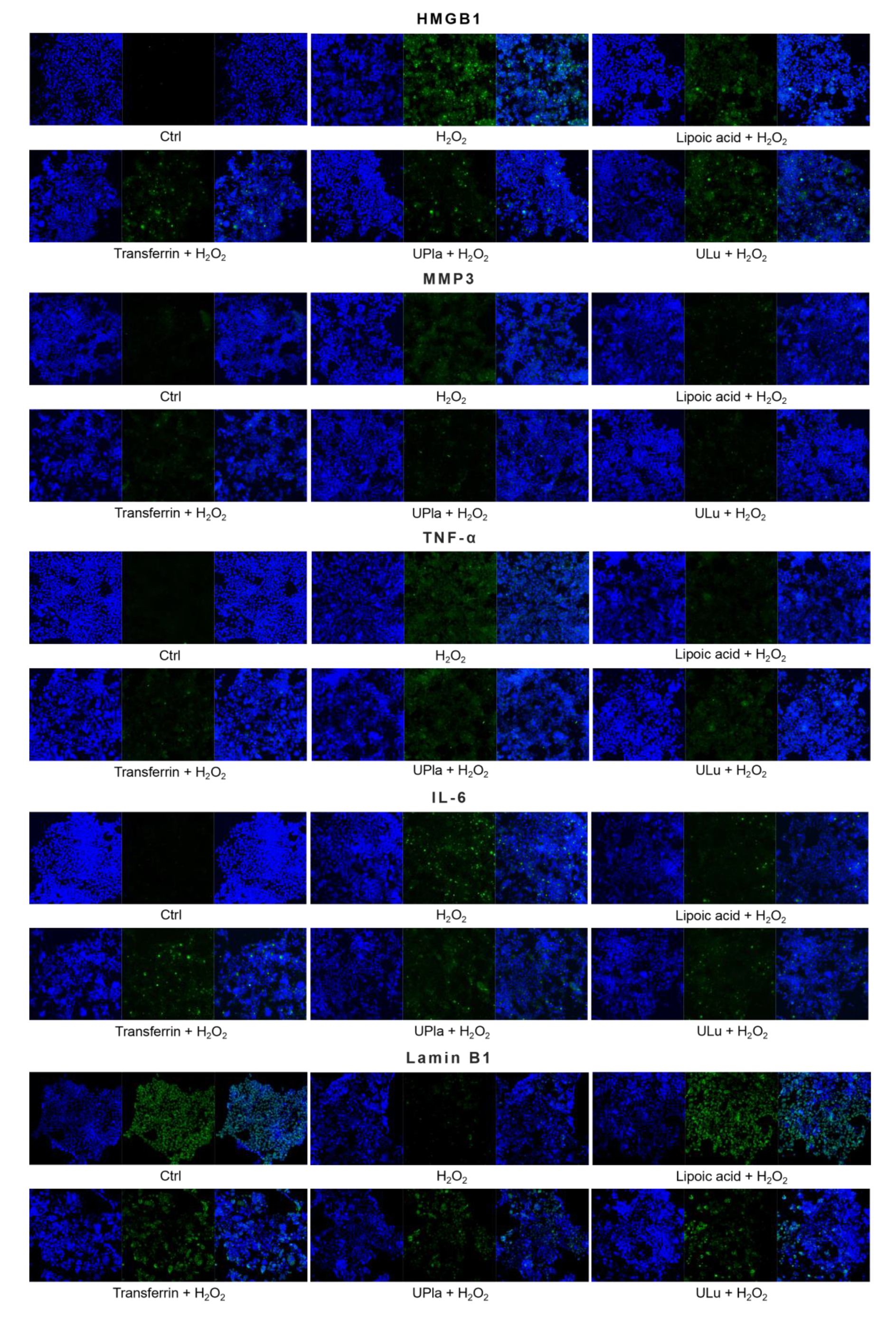 Ijms 24 06748 g008b Ijms 24 06748 g008b