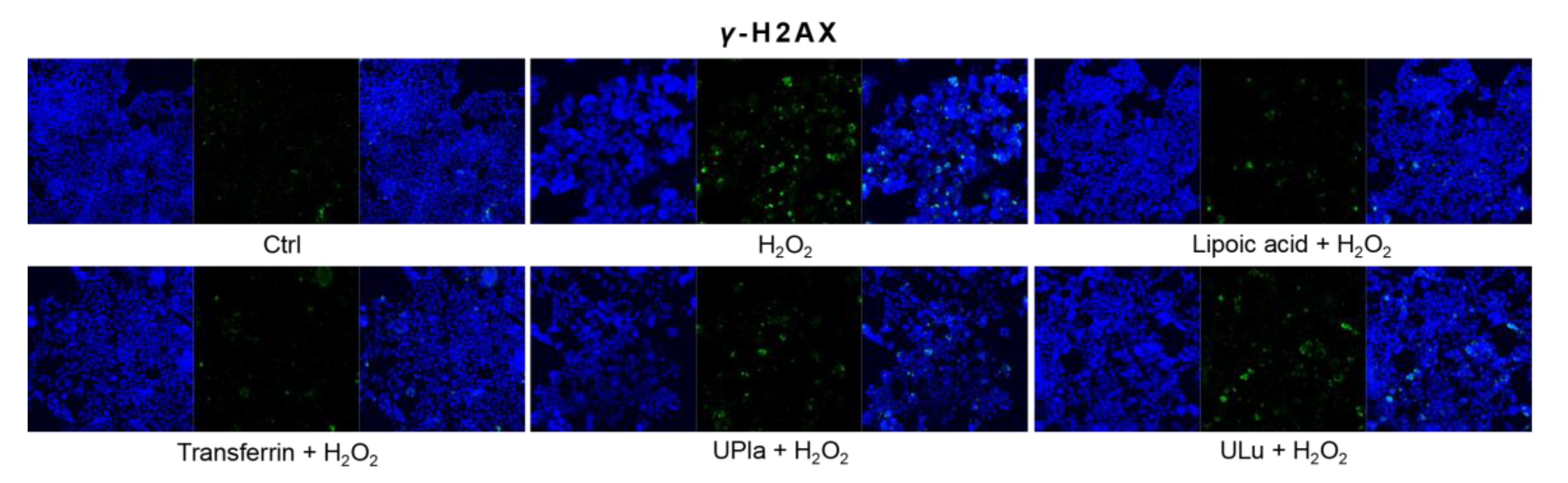 Ijms 24 06748 g008c Ijms 24 06748 g008c