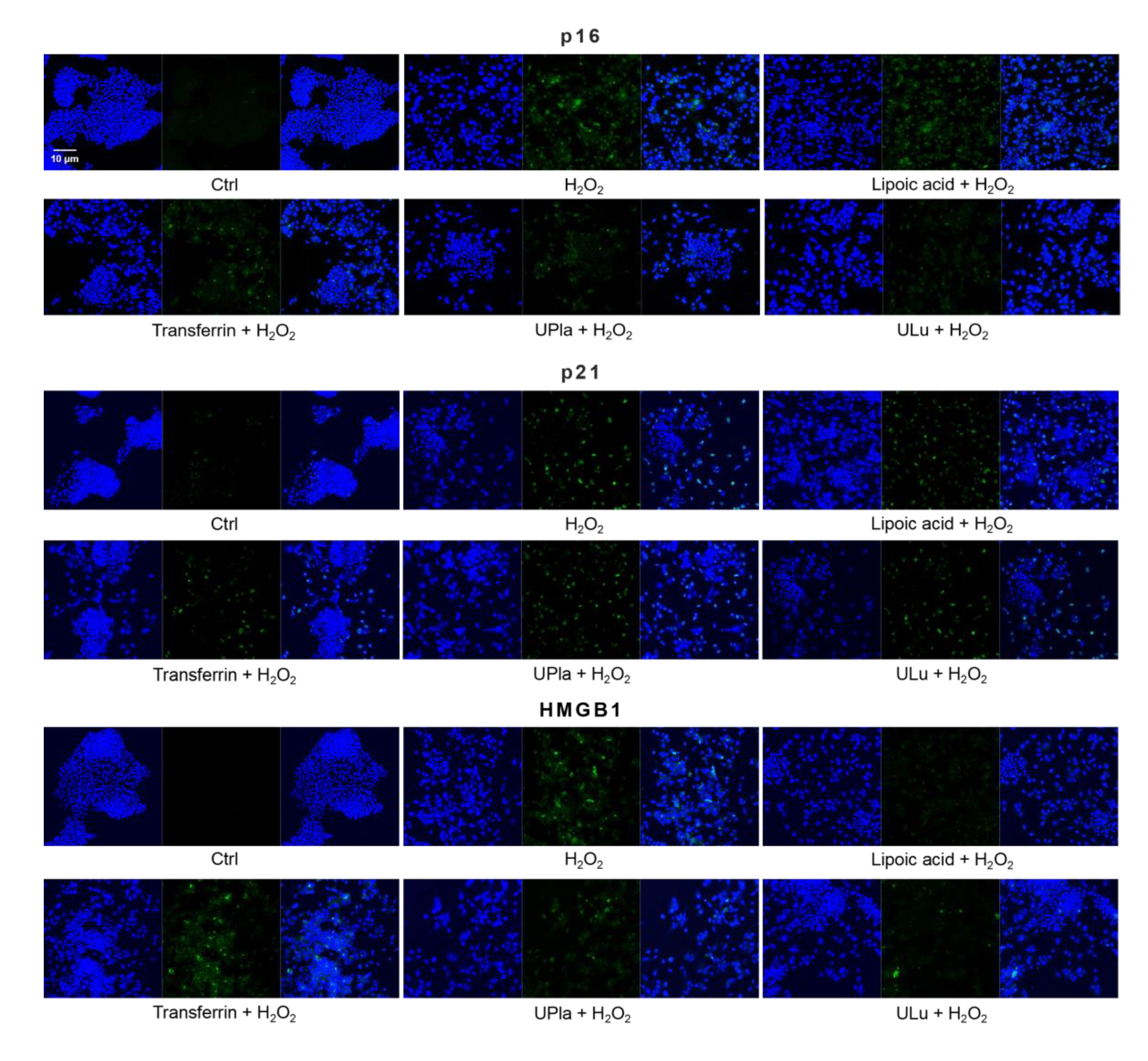 Ijms 24 06748 g009a Ijms 24 06748 g009a