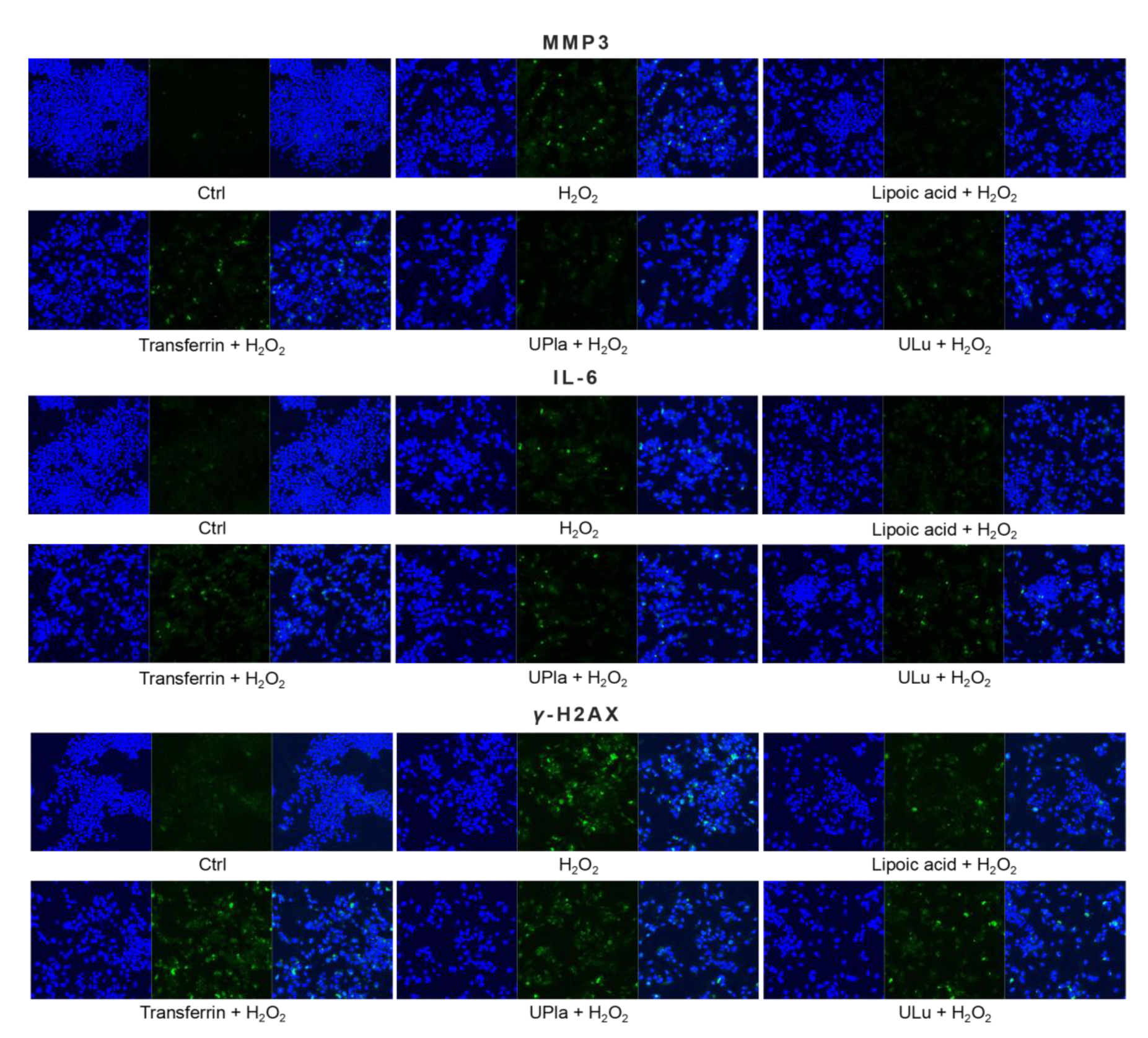 Ijms 24 06748 g009b Ijms 24 06748 g009b