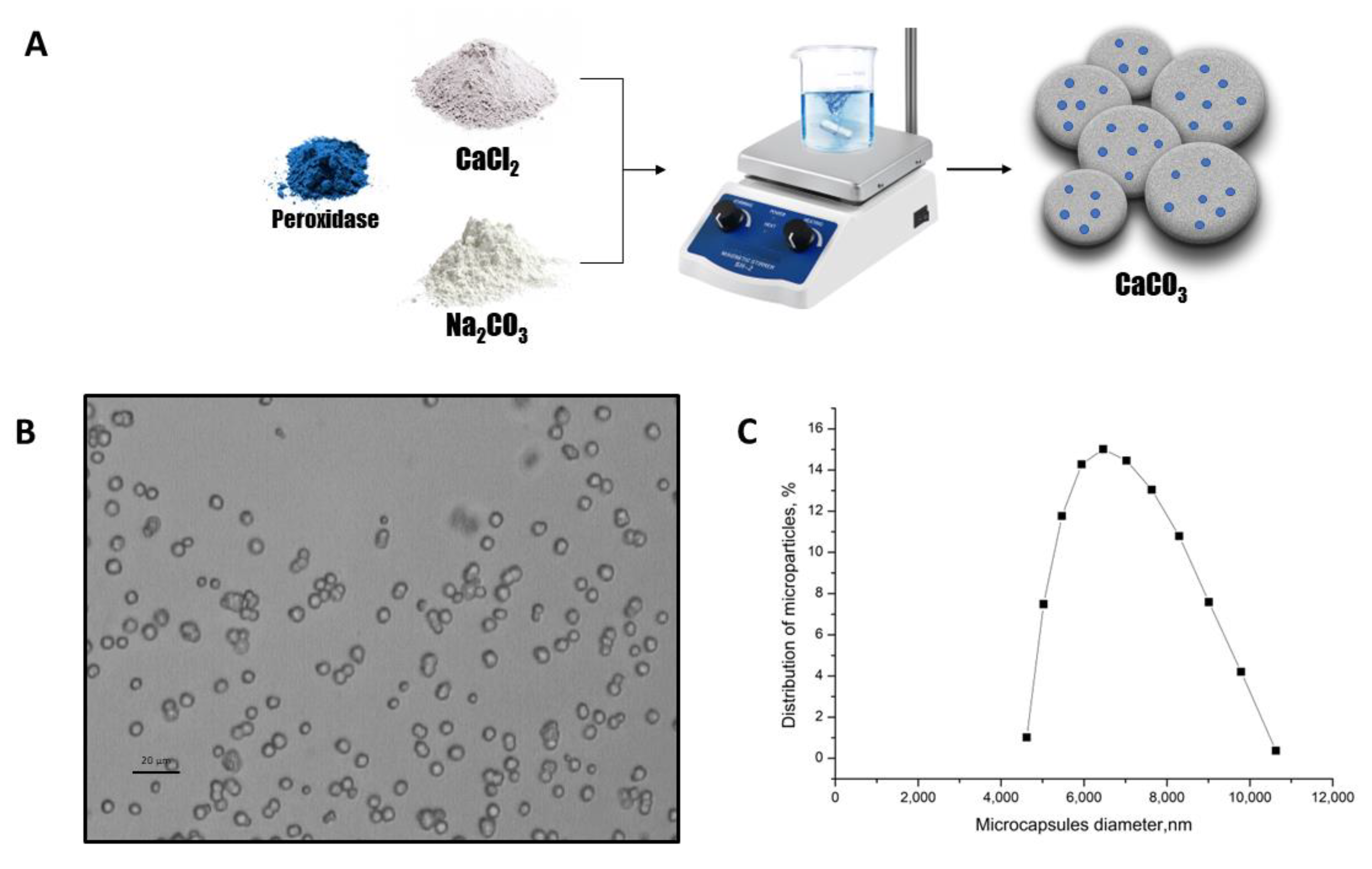 Ijms 24 06766 g003 Ijms 24 06766 g003