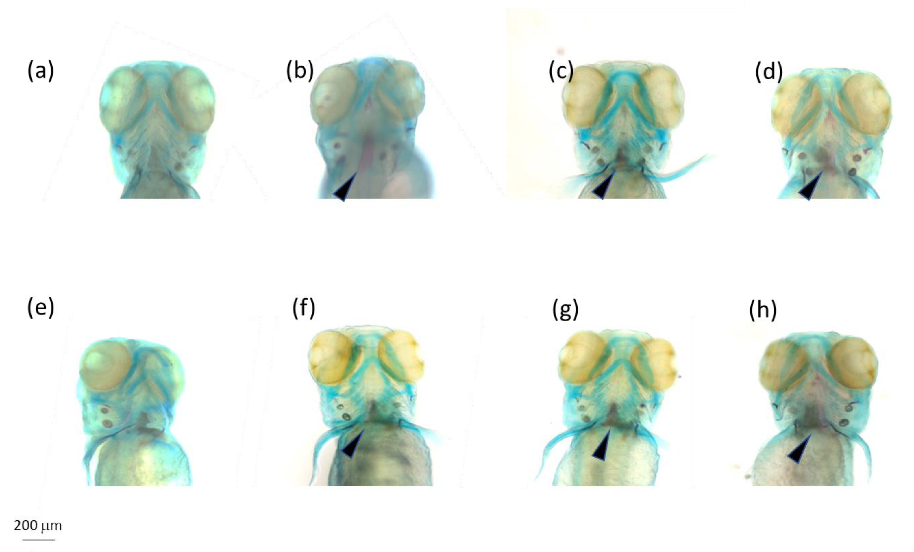 Ijms 24 06767 g003 Ijms 24 06767 g003