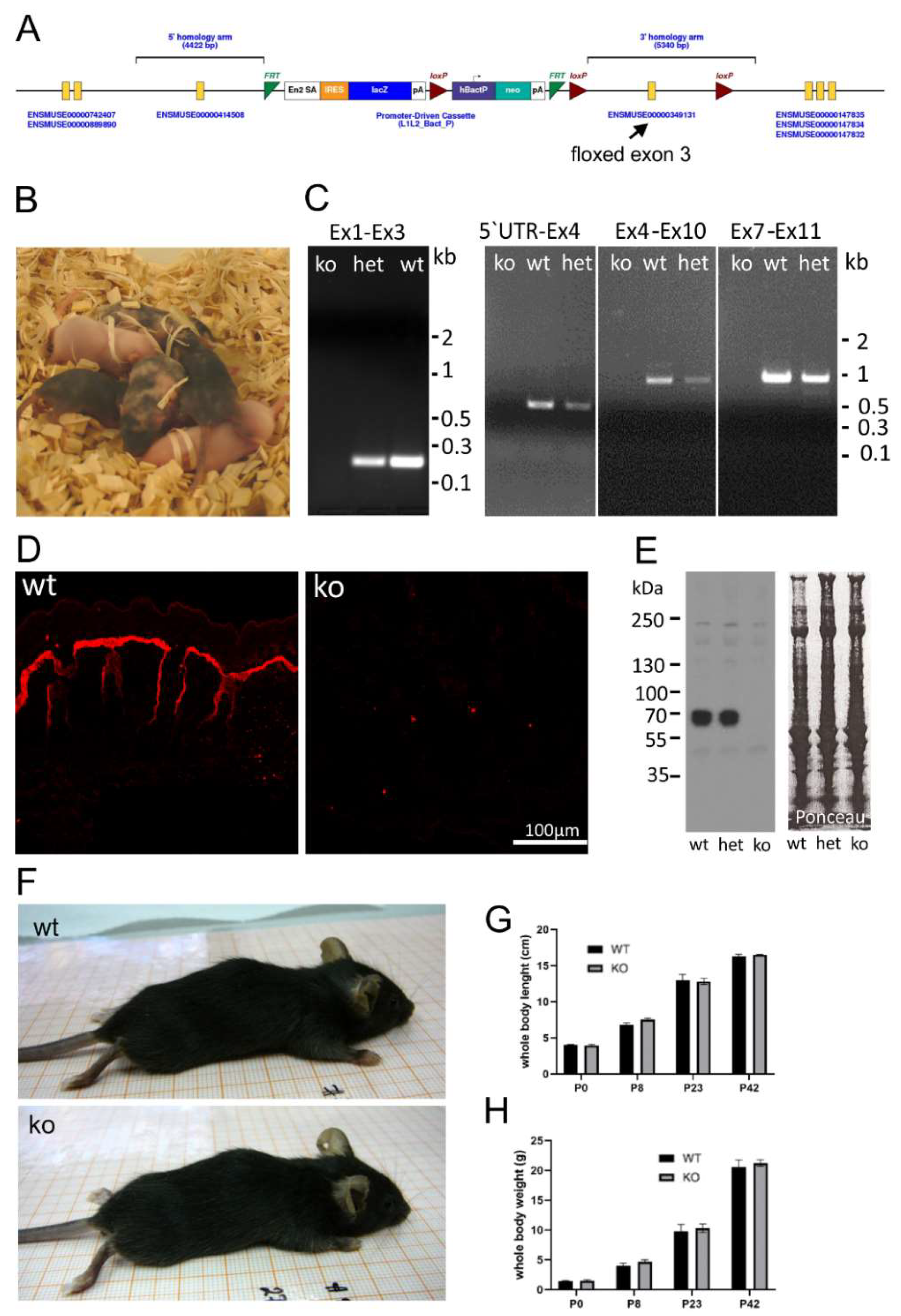 Ijms 24 06782 g001 Ijms 24 06782 g001