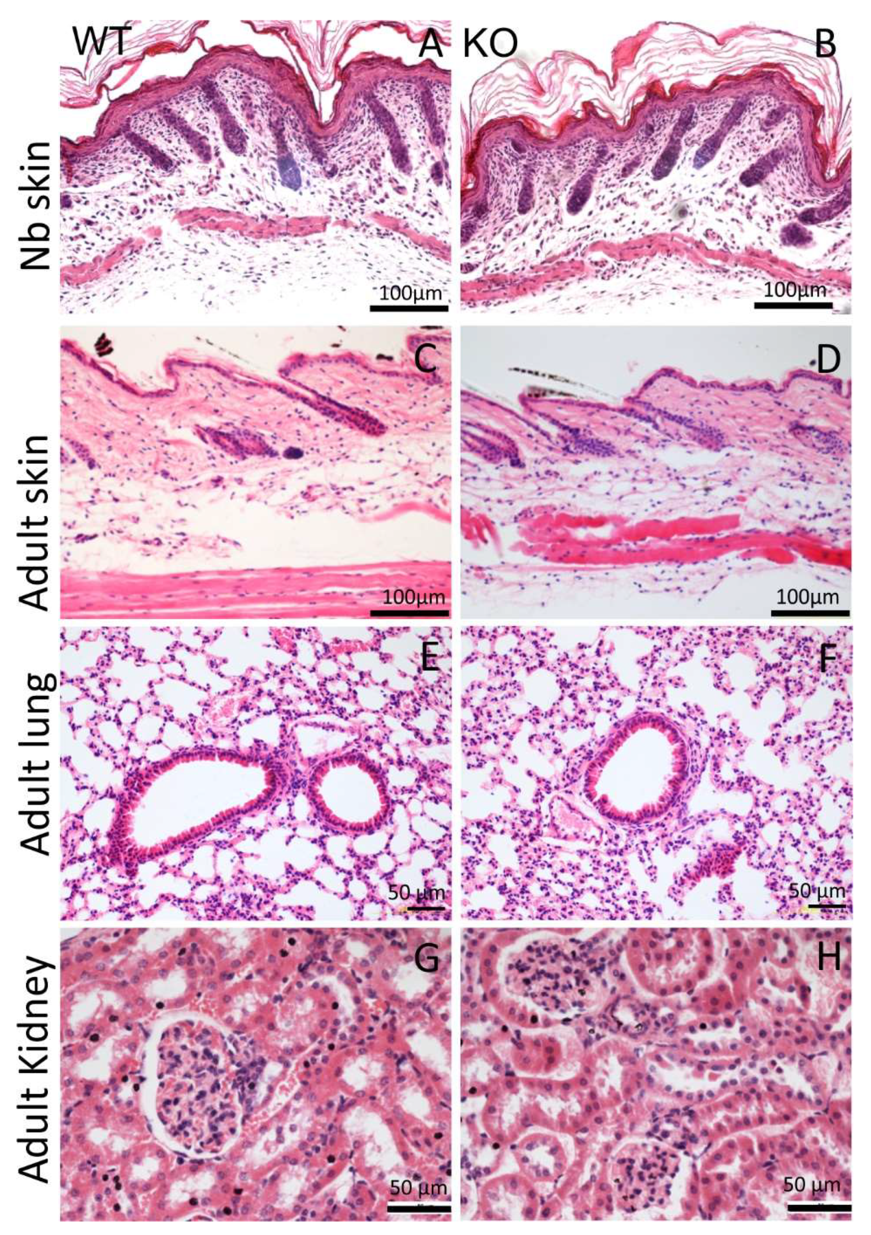 Ijms 24 06782 g002 Ijms 24 06782 g002