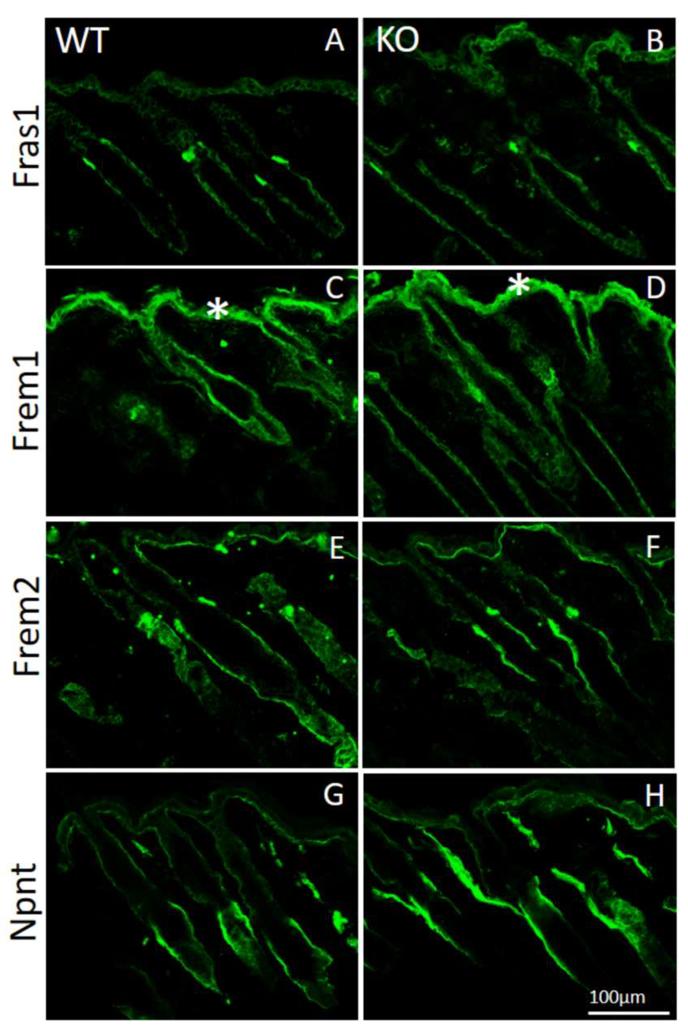 Ijms 24 06782 g004 Ijms 24 06782 g004