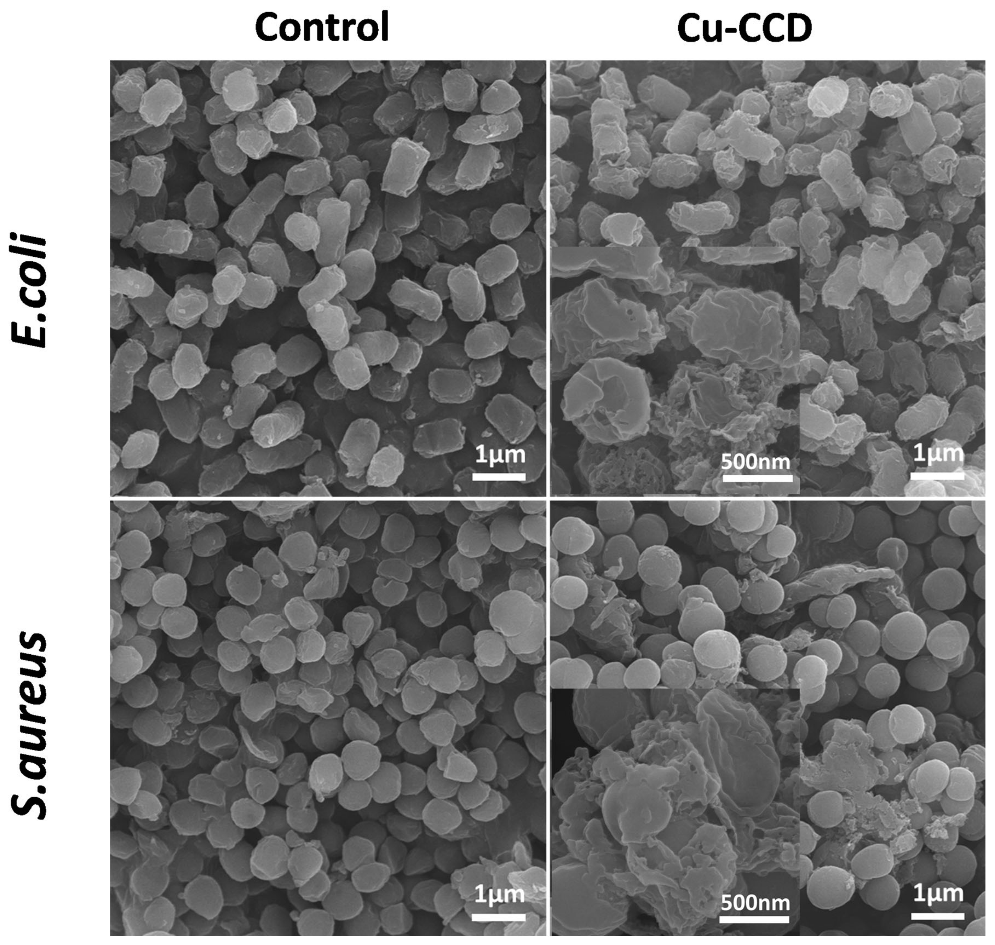 Ijms 24 06814 g009 Ijms 24 06814 g009