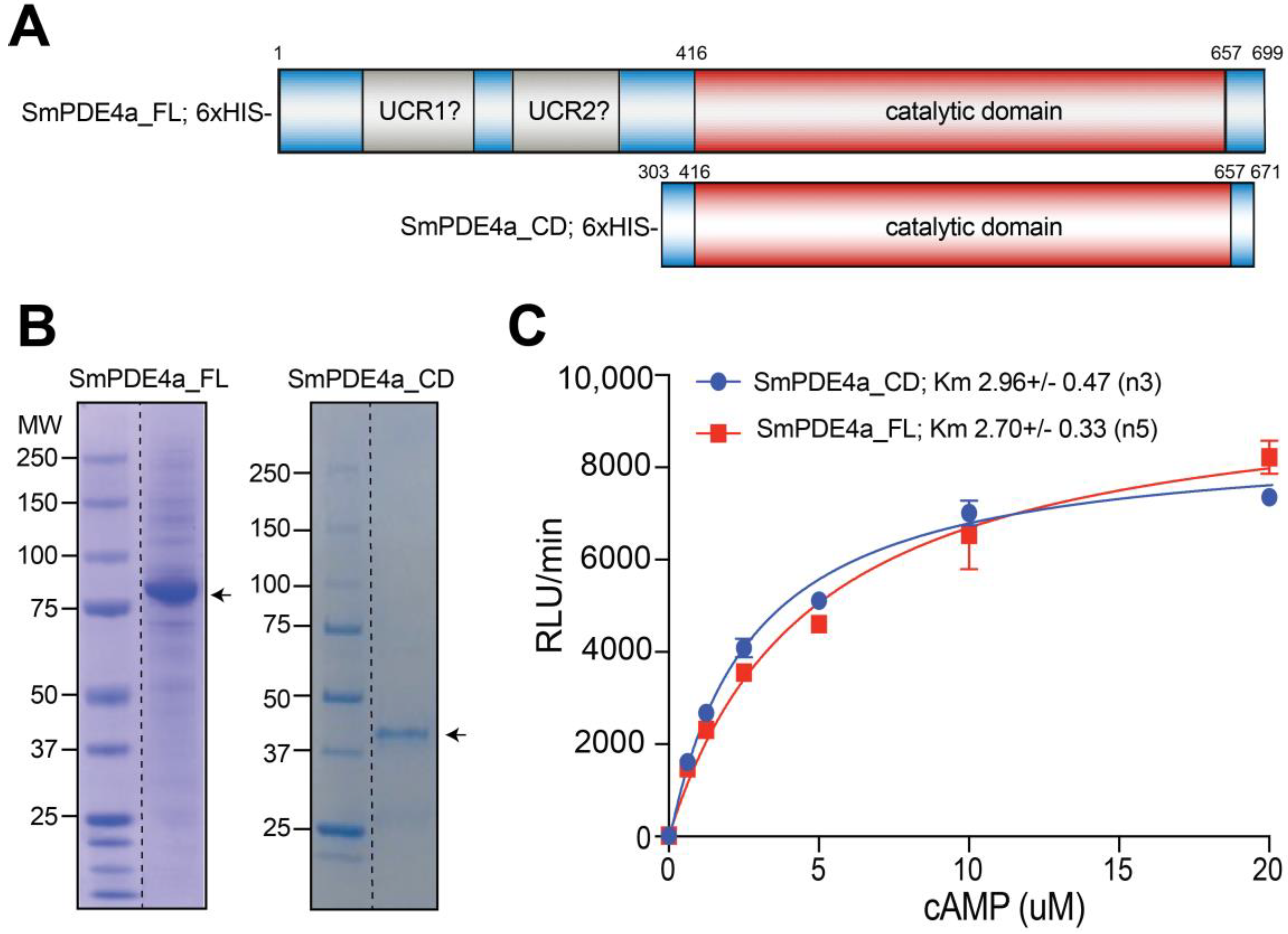Ijms 24 06817 g001 Ijms 24 06817 g001