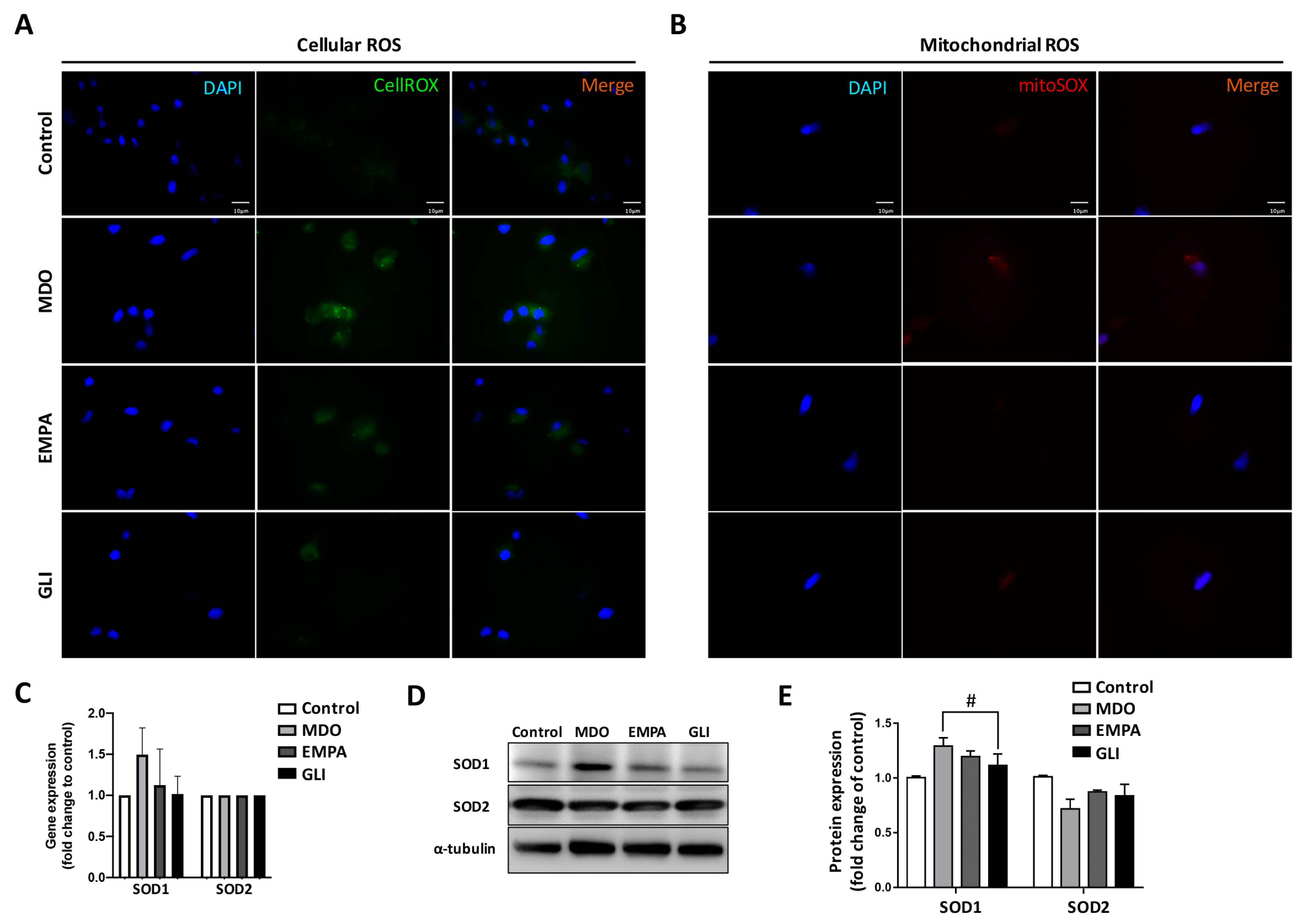 Ijms 24 06842 g002 Ijms 24 06842 g002