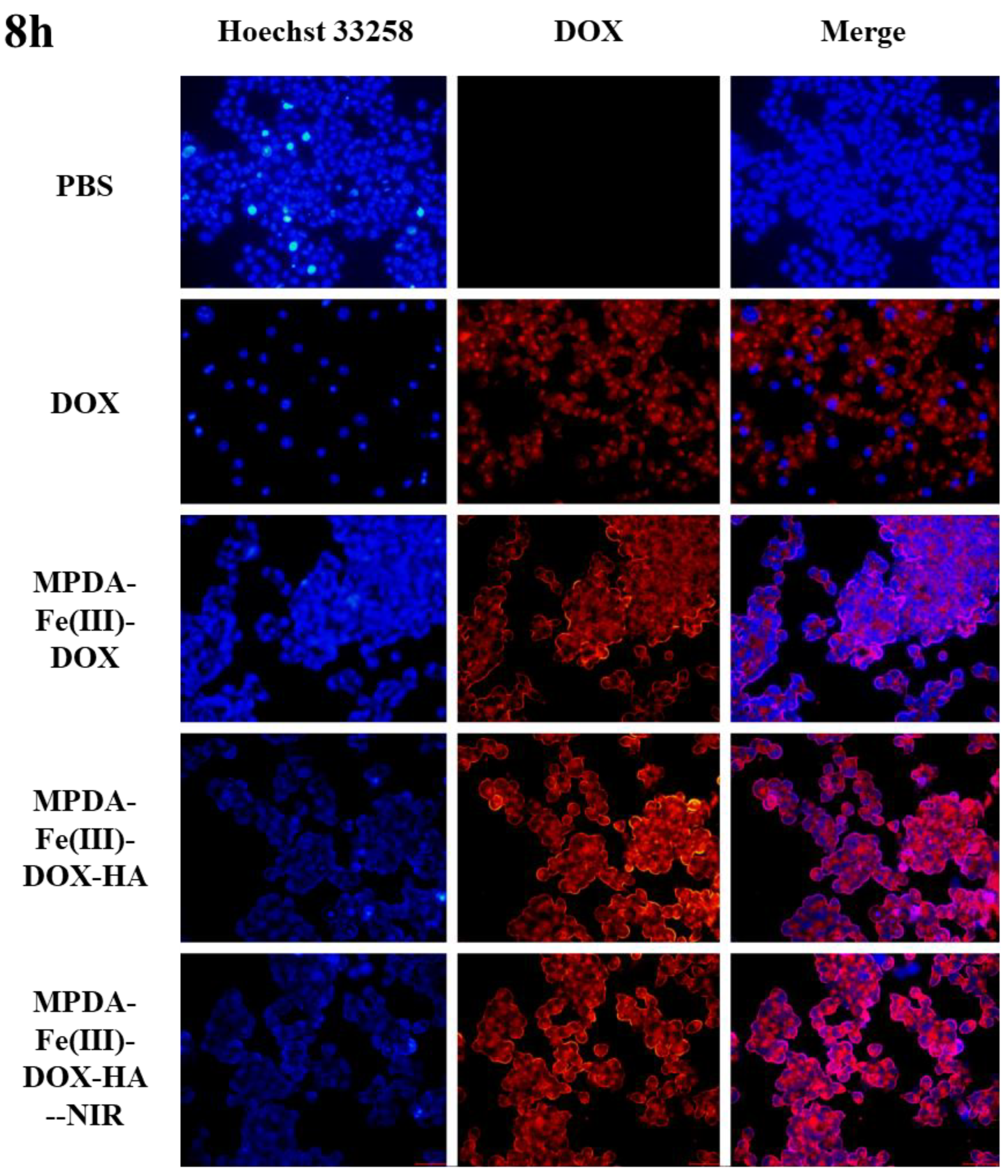 Ijms 24 06854 g010b Ijms 24 06854 g010b