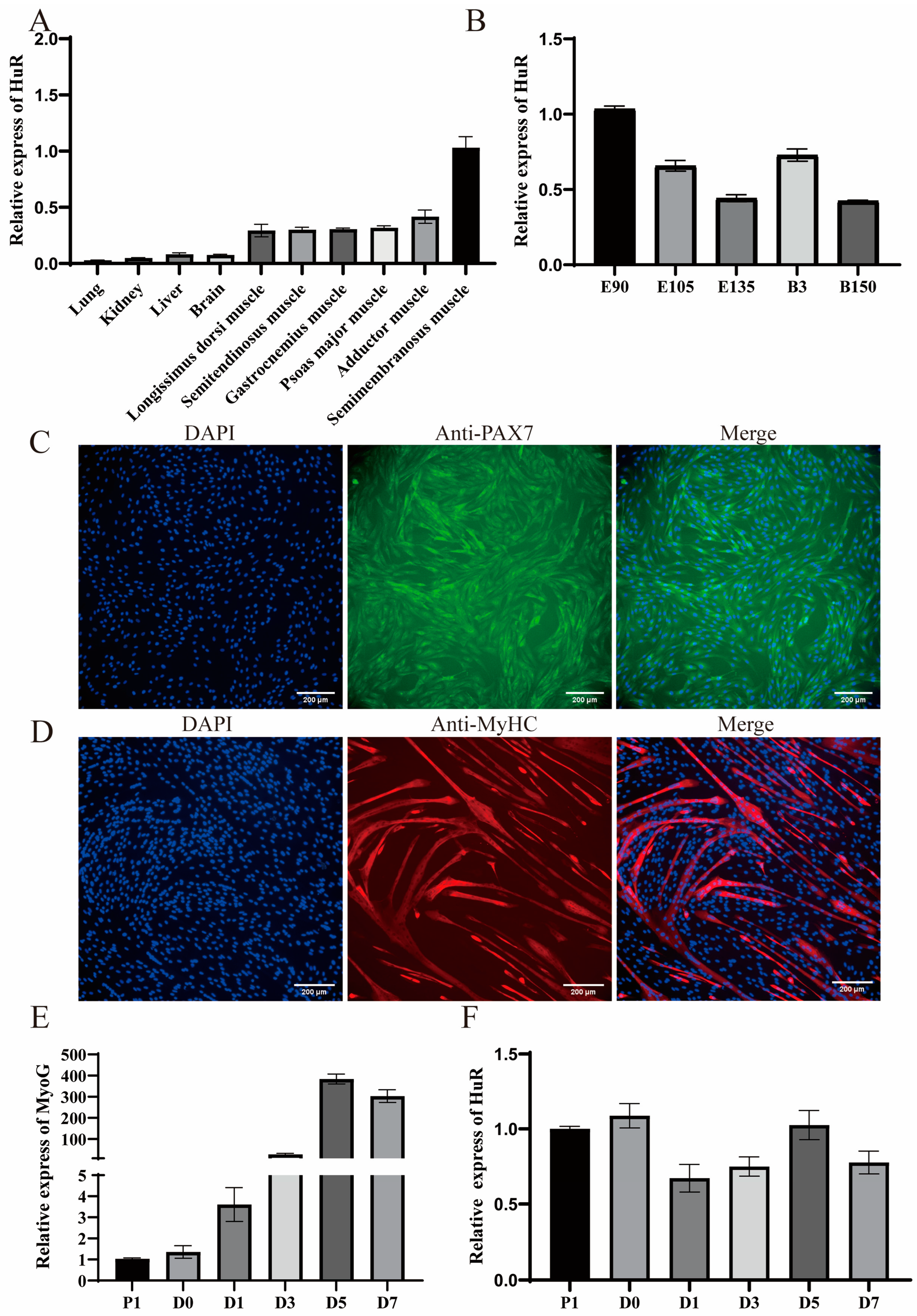 HuR Promotes the Differentiation of Goat Skeletal Muscle Satellite ...