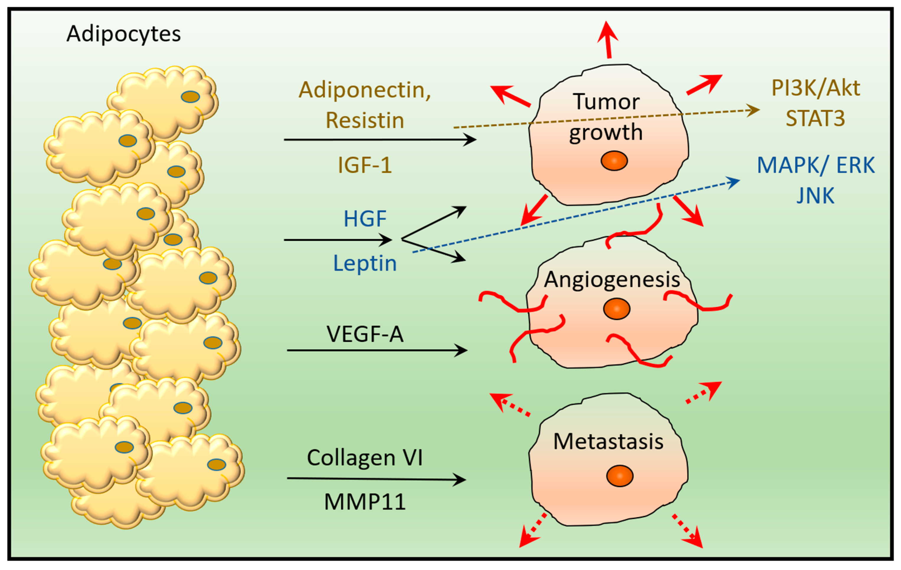 Ijms 24 06945 g002 Ijms 24 06945 g002
