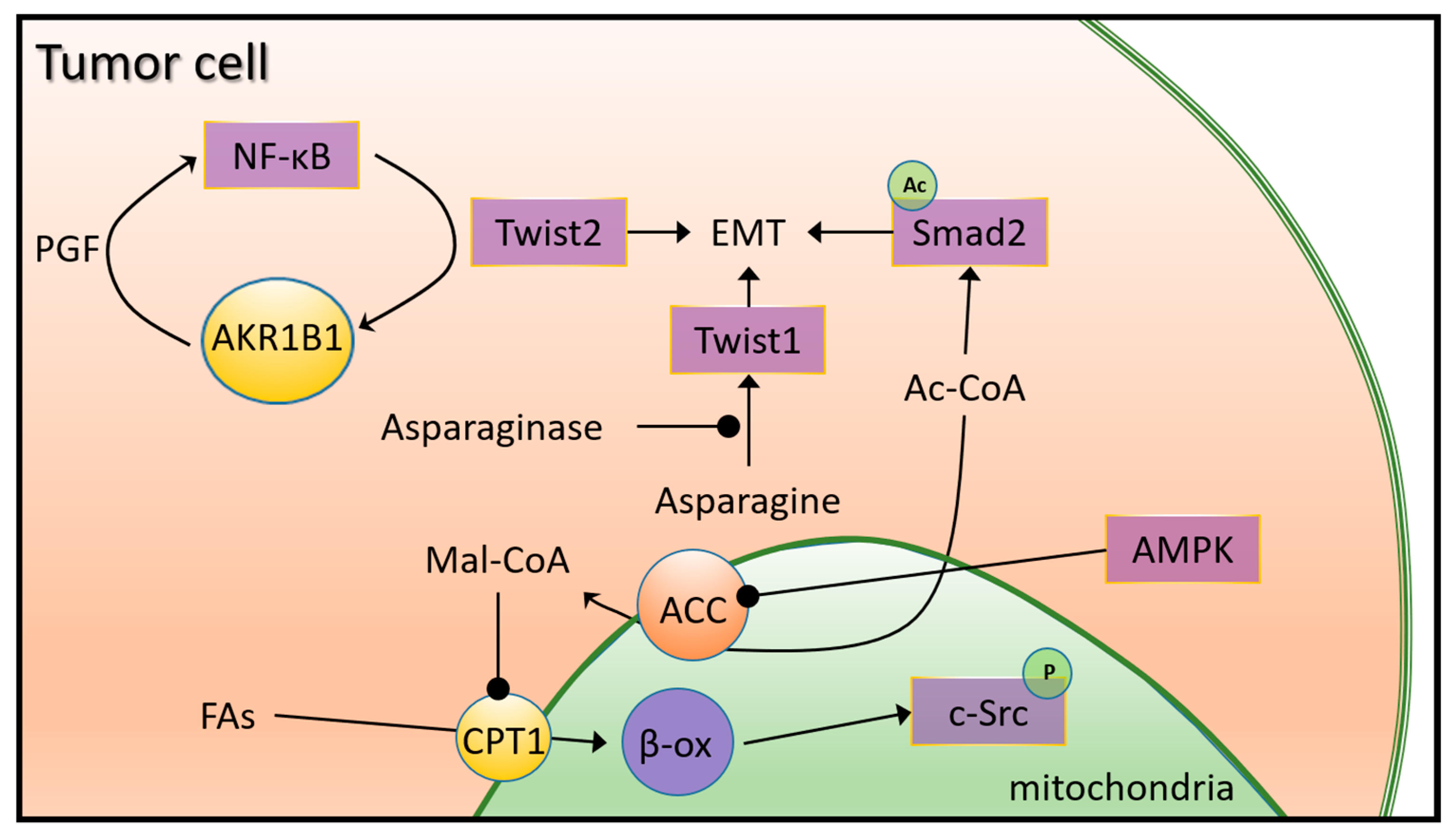 Ijms 24 06945 g005 Ijms 24 06945 g005