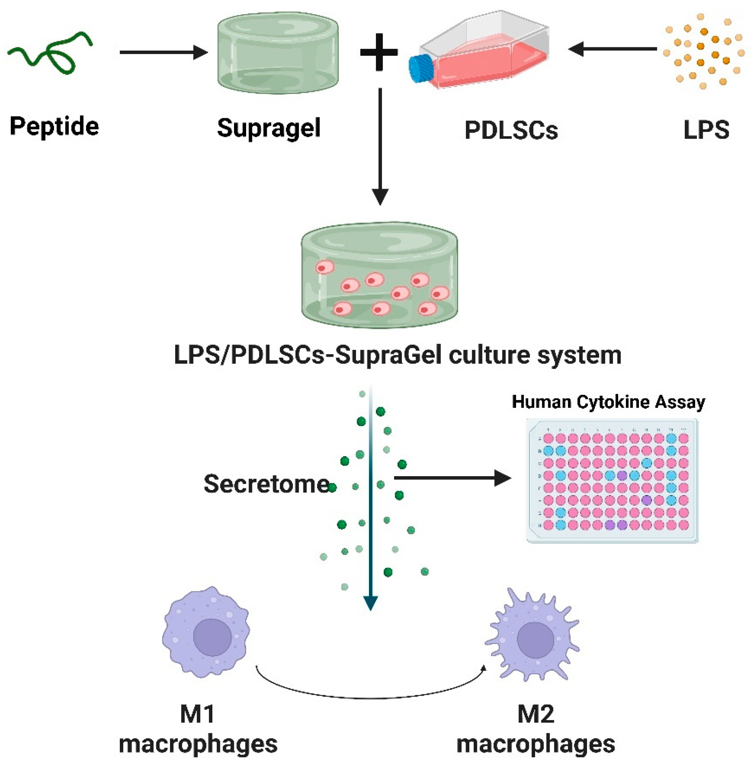 Ijms 24 06981 g001 Ijms 24 06981 g001