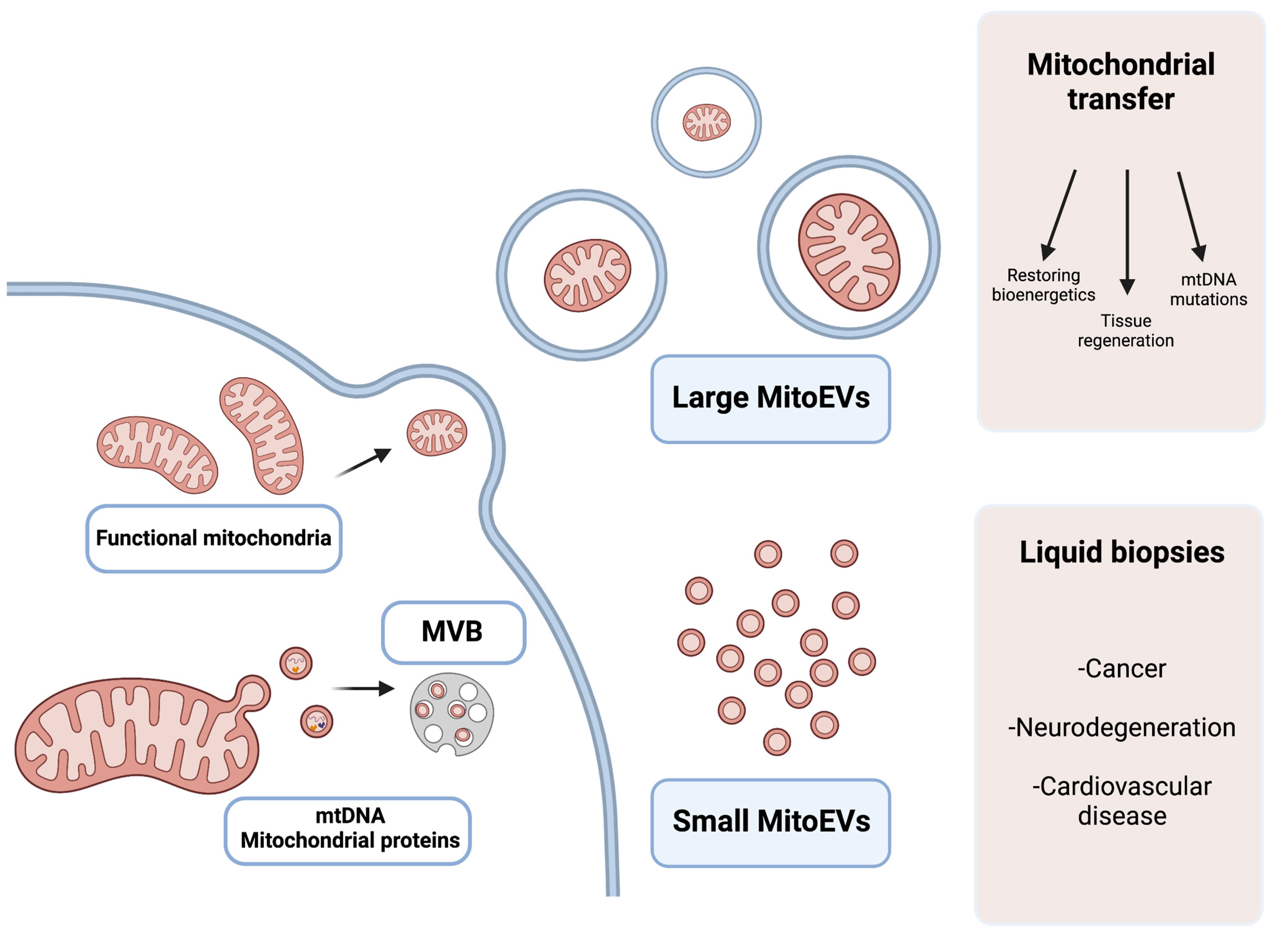 Ijms 24 07005 g002 Ijms 24 07005 g002