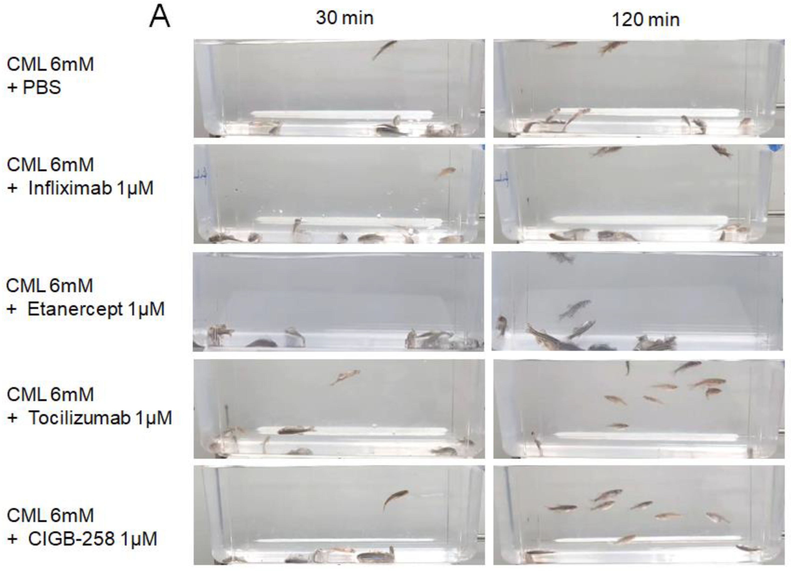 Ijms 24 07044 g009a Ijms 24 07044 g009a