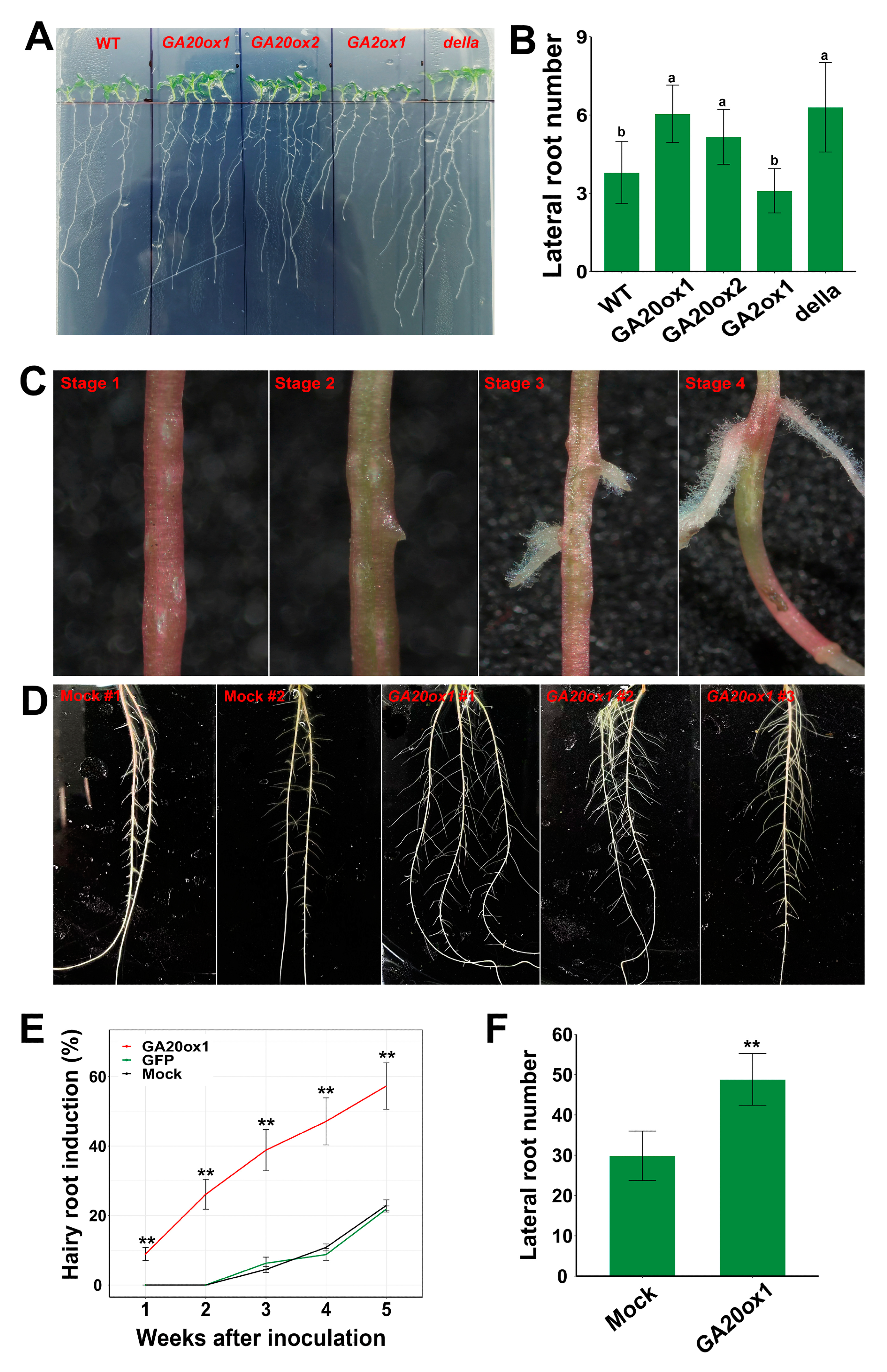Ijms 24 07051 g008 Ijms 24 07051 g008