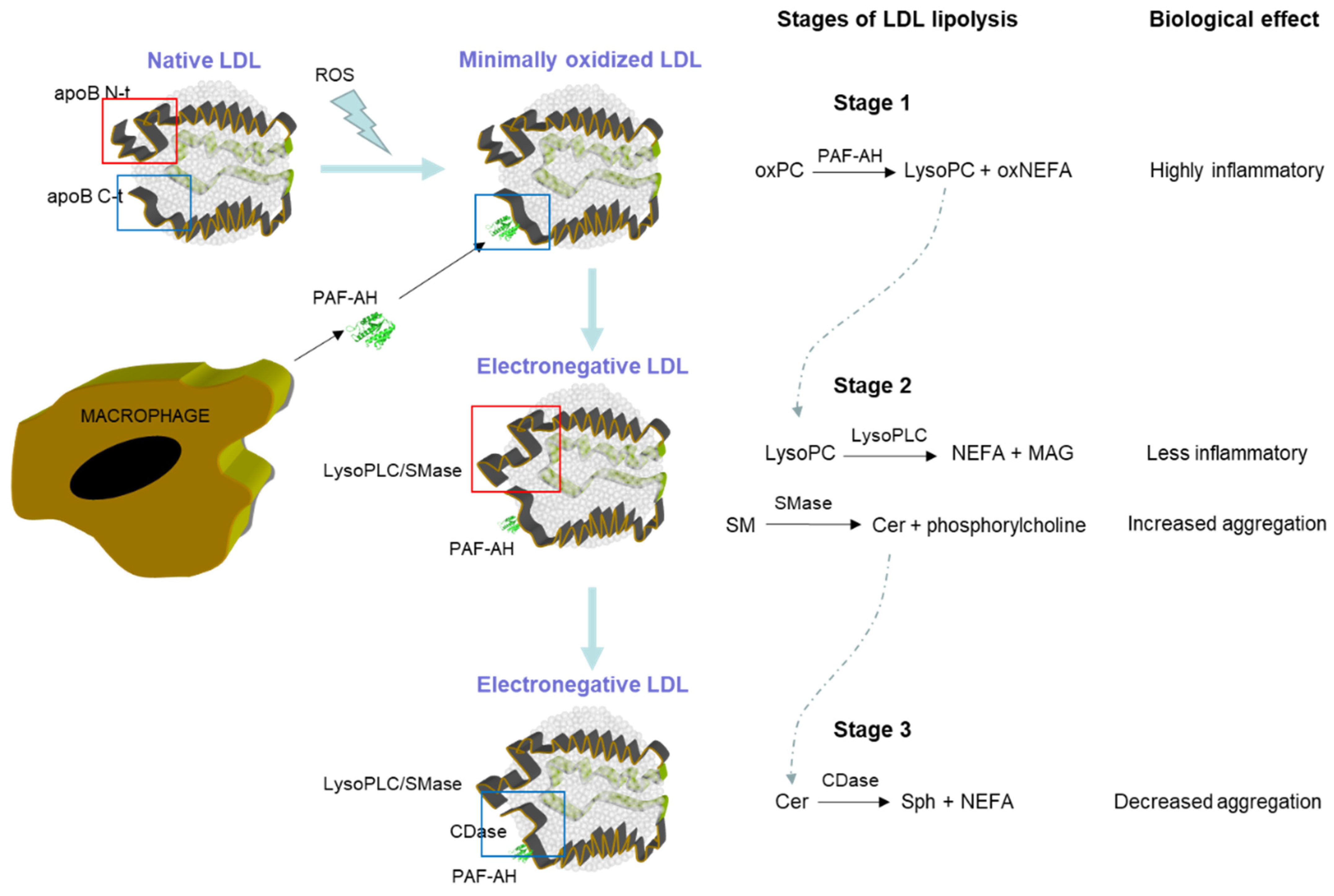 Ijms 24 07074 g001 Ijms 24 07074 g001