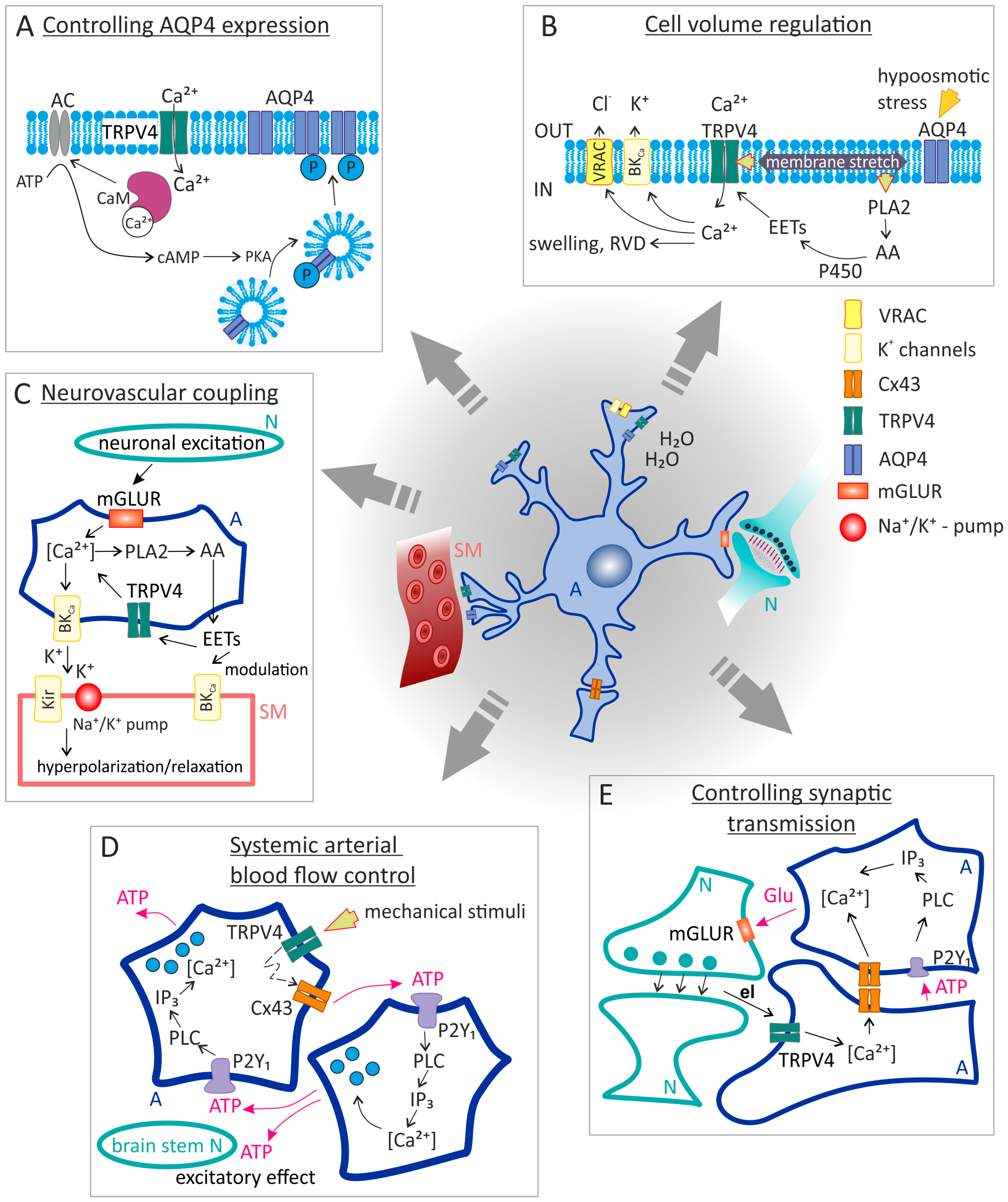 Ijms 24 07101 g002 Ijms 24 07101 g002
