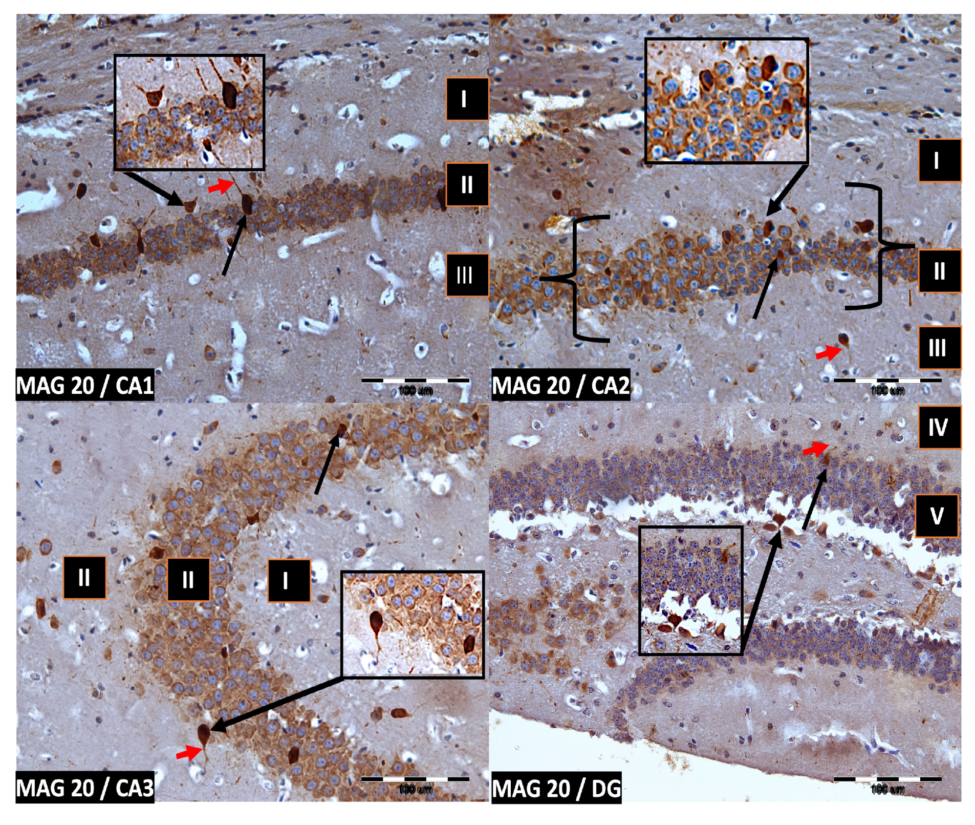 Ijms 24 07166 g004 Ijms 24 07166 g004