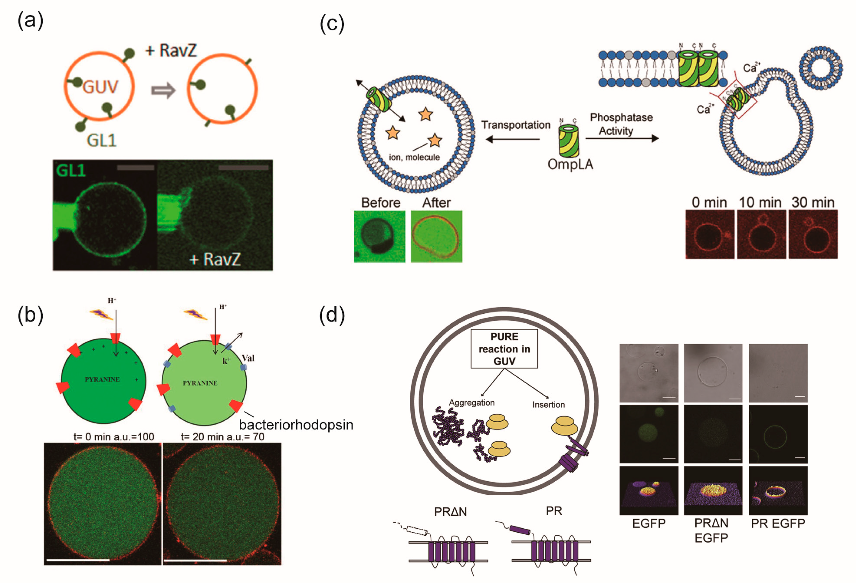 Ijms 24 07231 g004 Ijms 24 07231 g004
