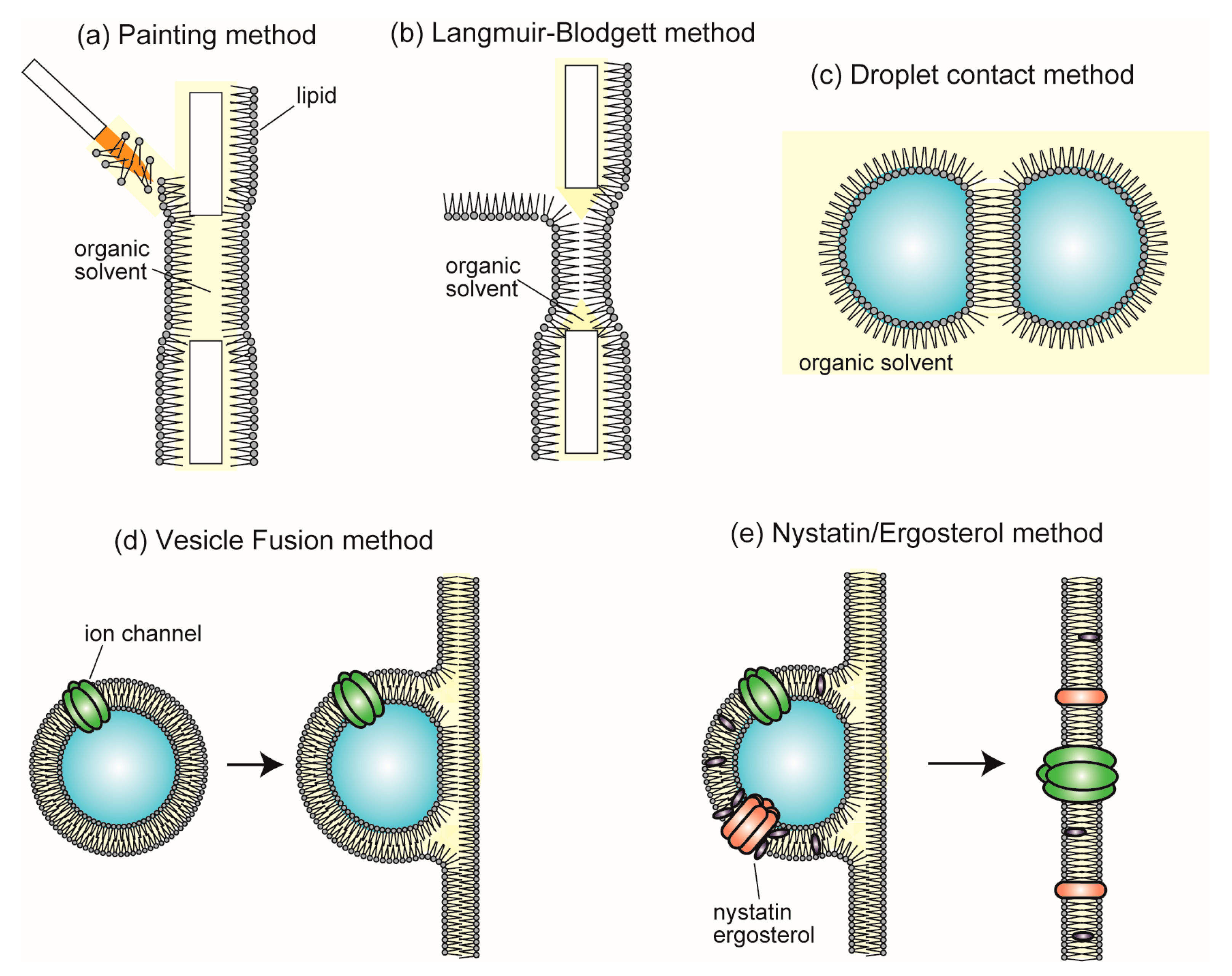 Ijms 24 07231 g005 Ijms 24 07231 g005