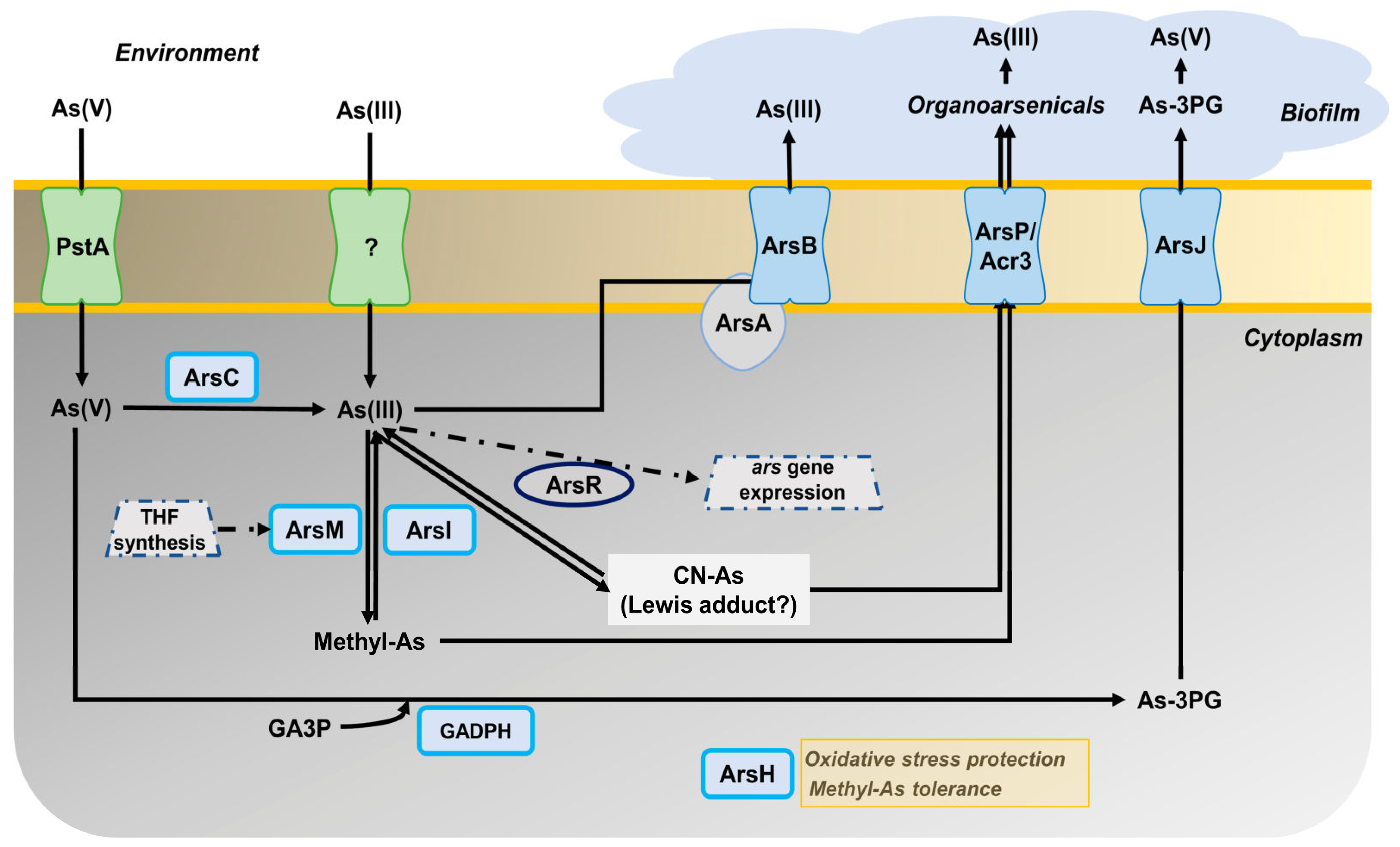 Ijms 24 07232 g005 Ijms 24 07232 g005