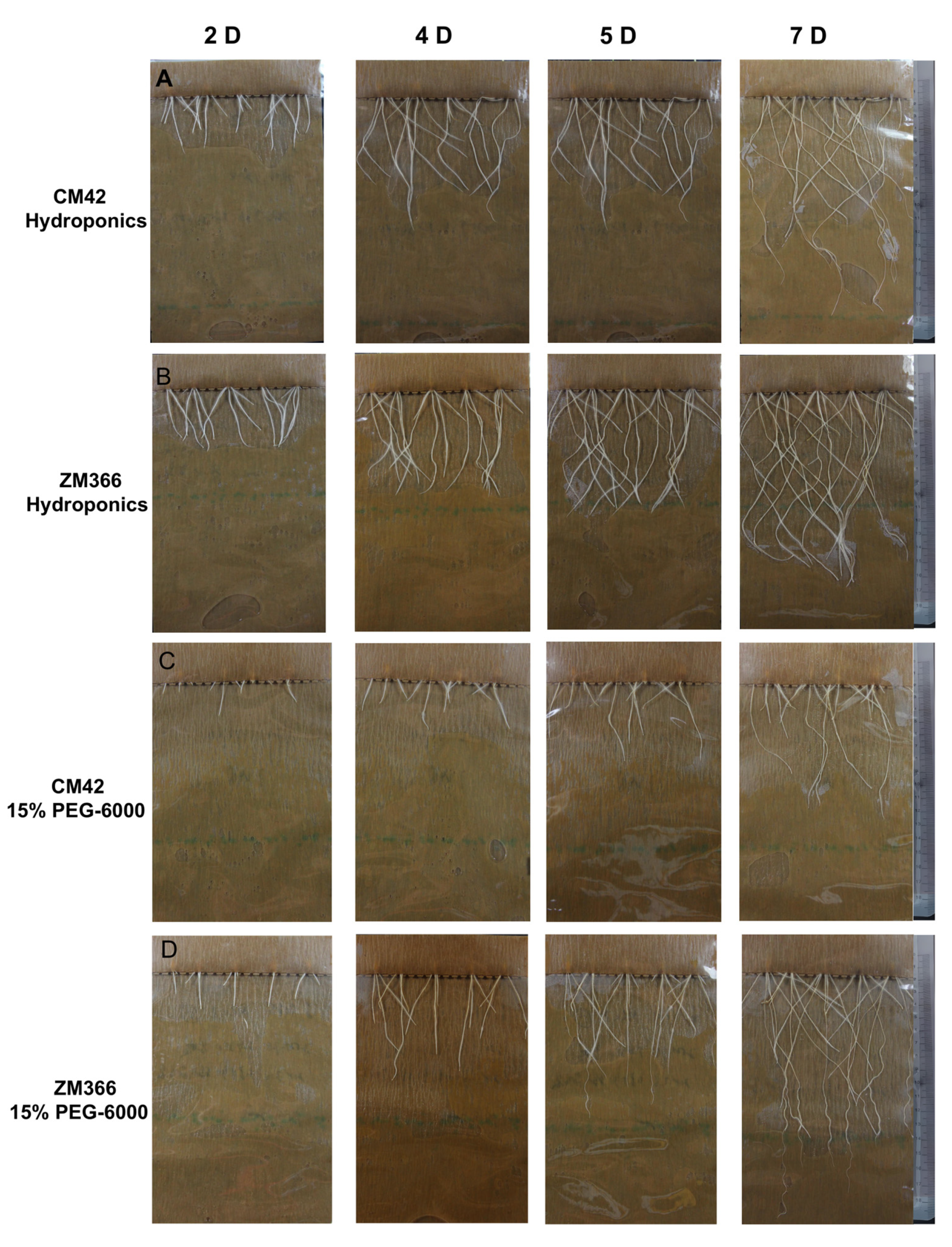 Ijms 24 07245 g001 Ijms 24 07245 g001