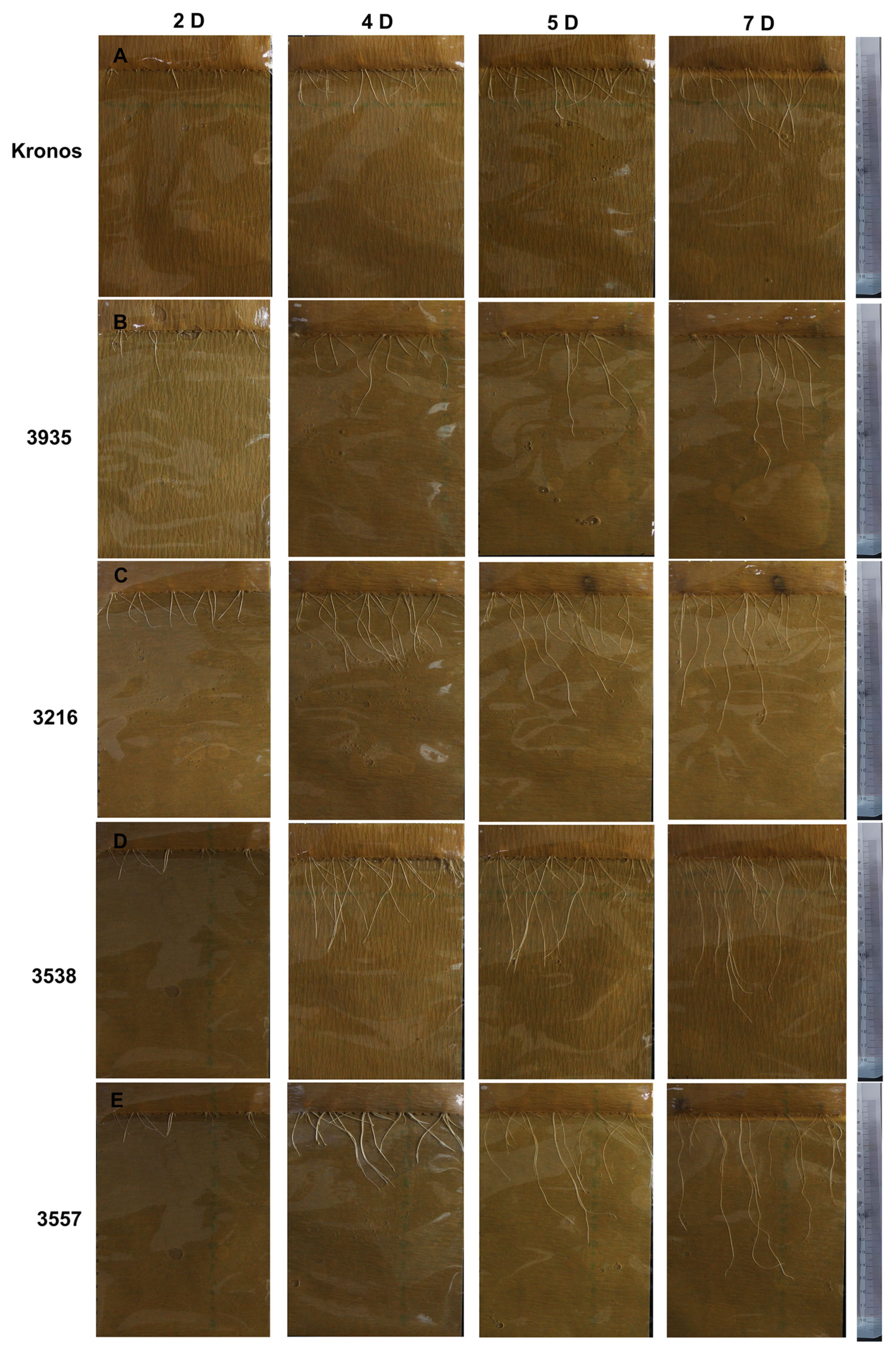 Ijms 24 07245 g007 Ijms 24 07245 g007