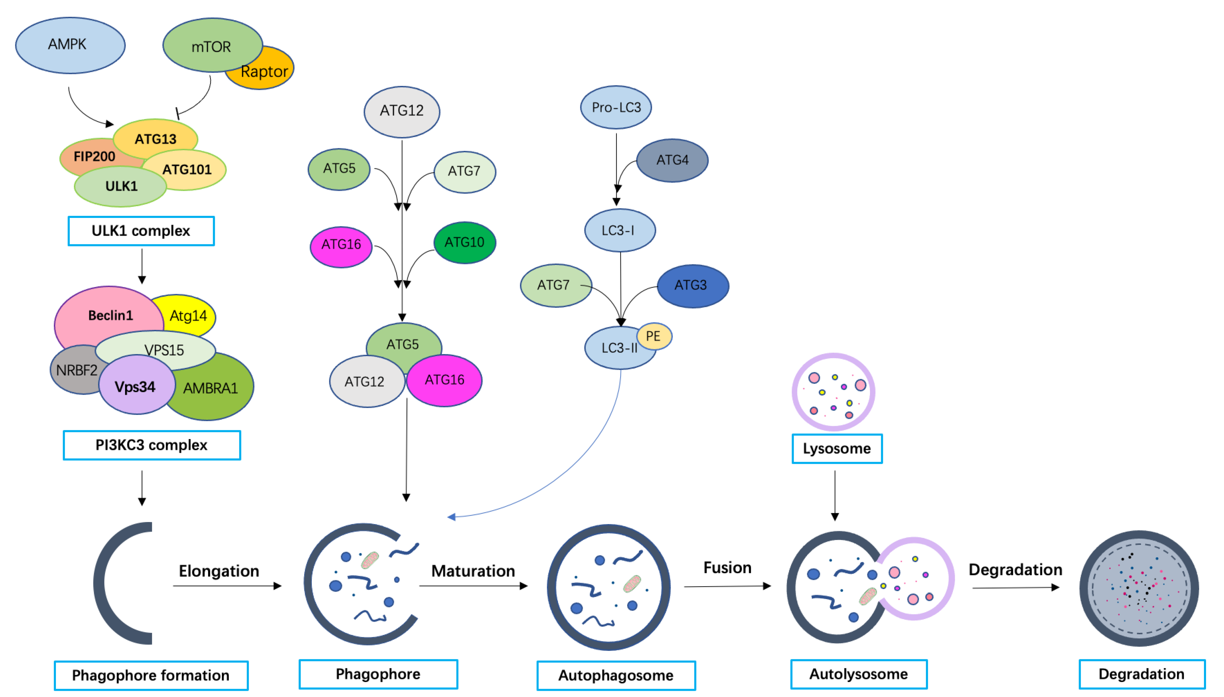Ijms 24 07310 g001 Ijms 24 07310 g001